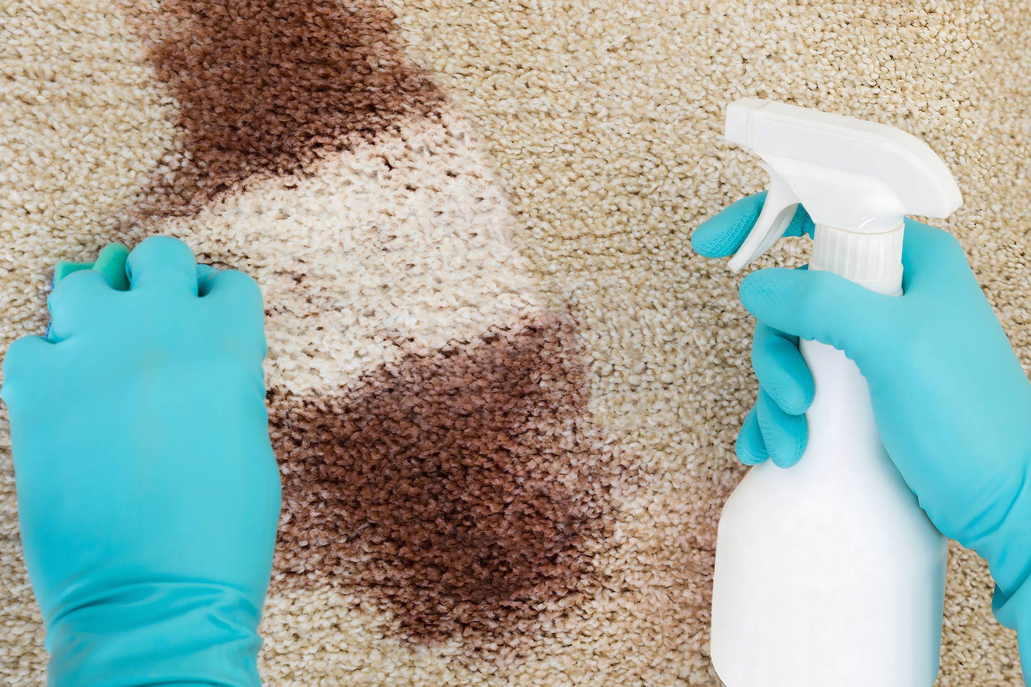 High angle view of hand cleaning red wine fallen on rug at home