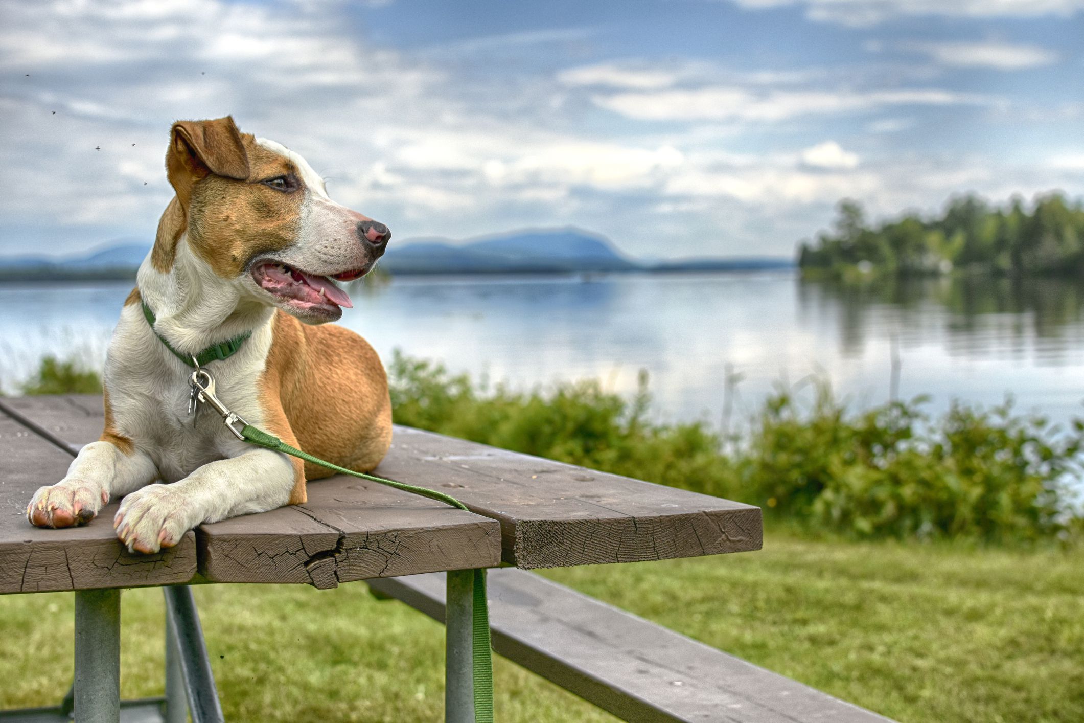 Beautiful Catahoula Leopard Mix on a picnic table at Moosehead Lake
