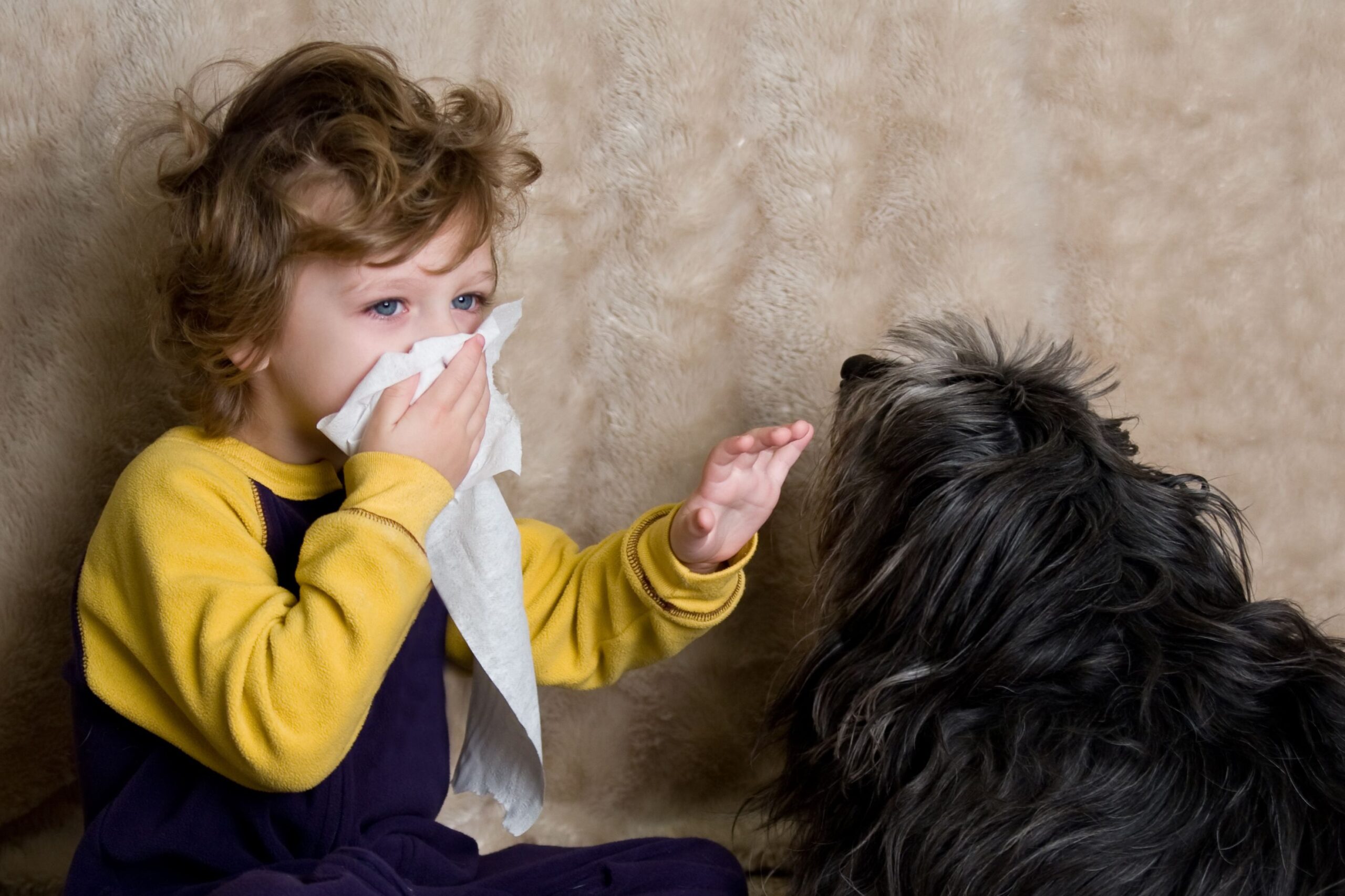 Child Allergic to Grey Dog, Both Laying on Beige Carpet