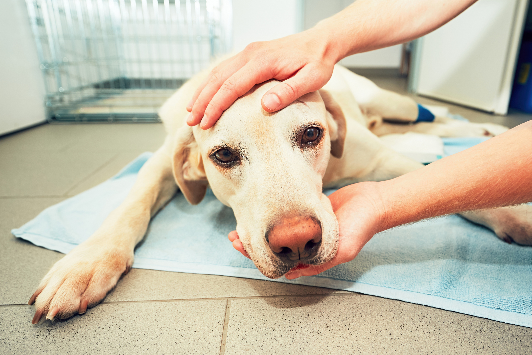 Closeup of Sick Dog Waking Up on the Floor at Vet, Vet Helping Dog