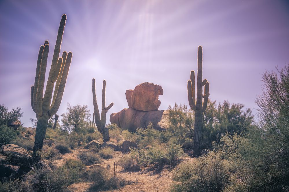1. Phoenix