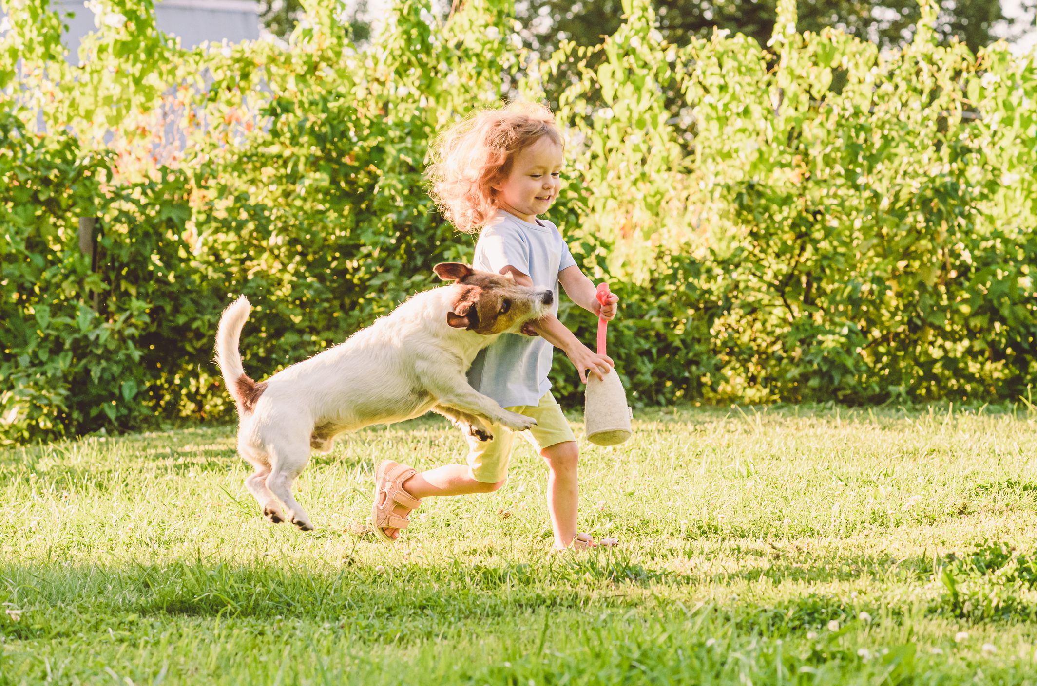 Jack Russell Terrier Just Bit a Happy Little Girl Running, Both Outside