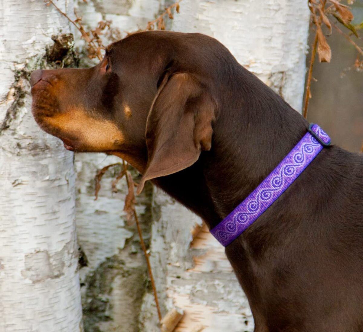LupinePet Originals 1-Inch Jelly Roll Adjustable Collar for Medium and Larger Dogs