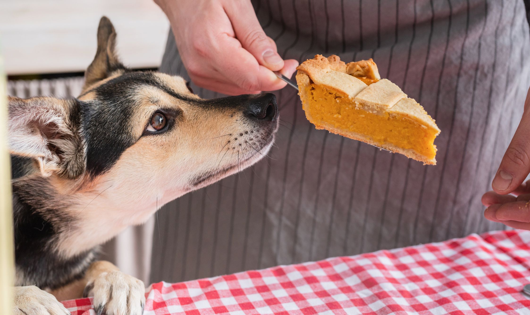 Person Serving a Piece of Pumpkin Pie, Dog Sniffing It at an Outside Table