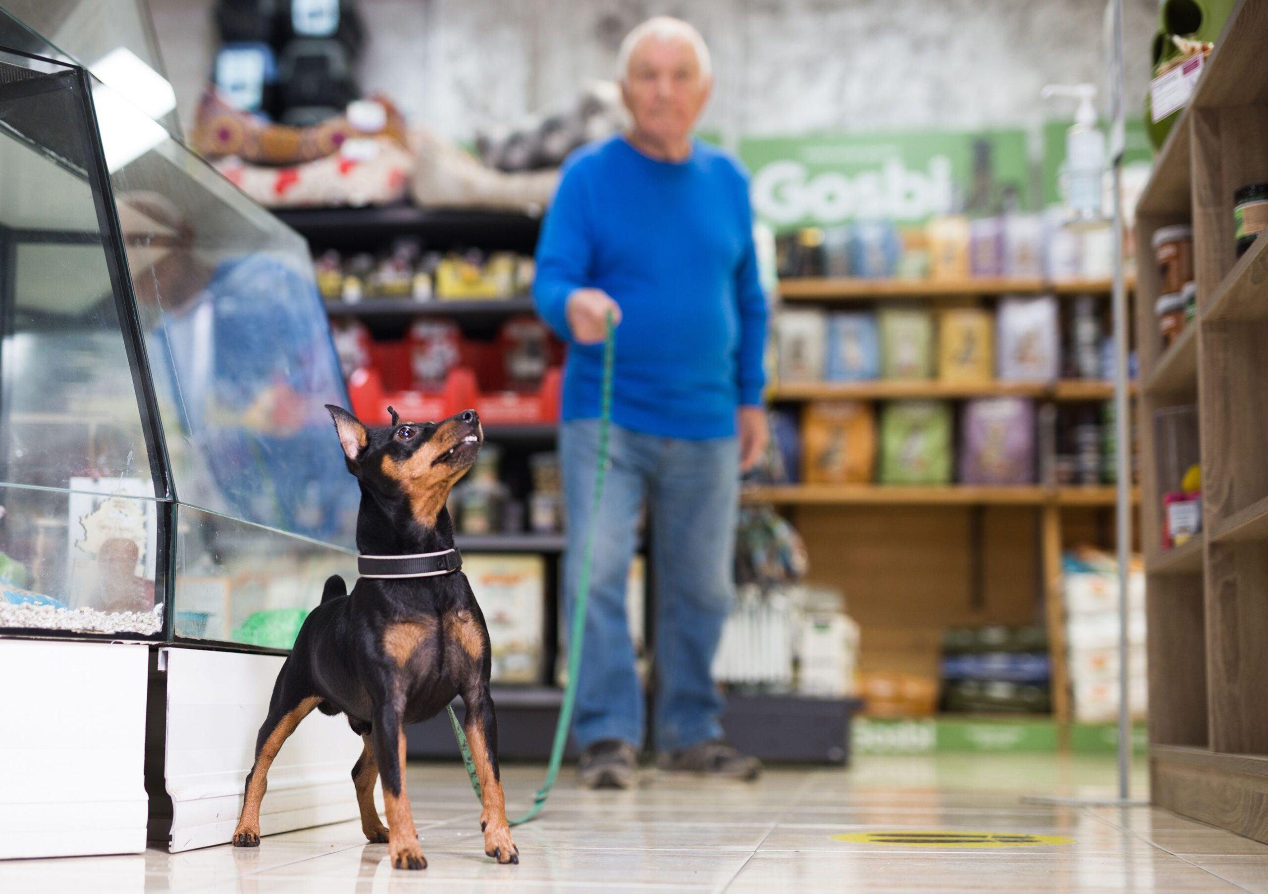 Senior Man Standing in Pet Shop With Miniature Pinscher Dog on Leash, Dog in the Foreground