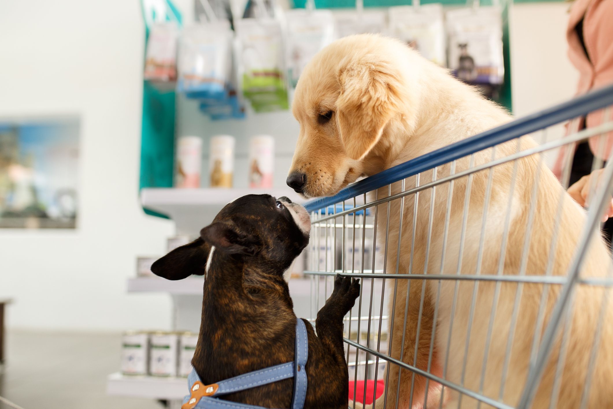 Small Dog Standing Up Sniffing a Golden Retriever Dog in a Shopping Cart in a Pet Store