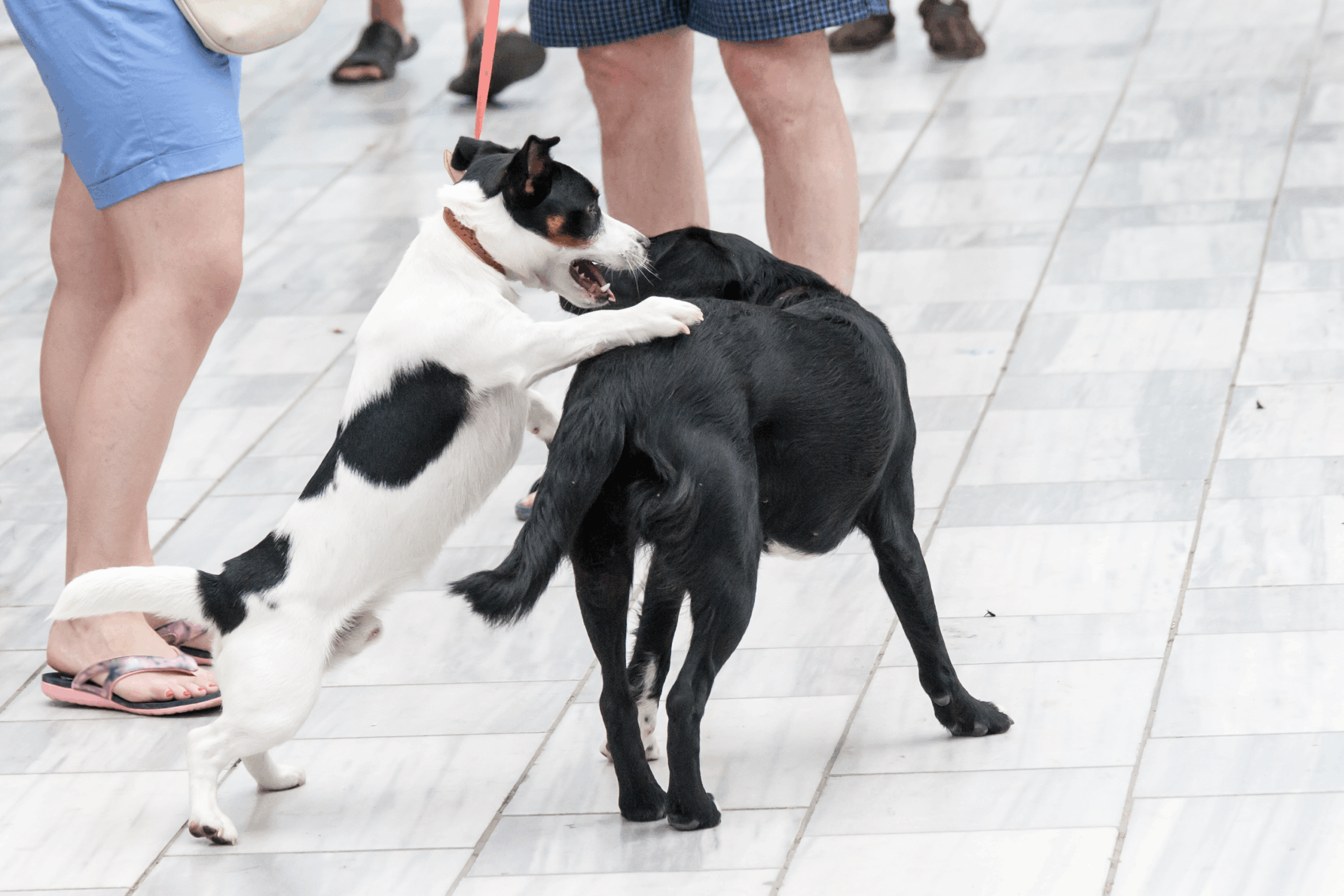 Two Dogs Having a Play Fight in a Store, With Two Different Owners