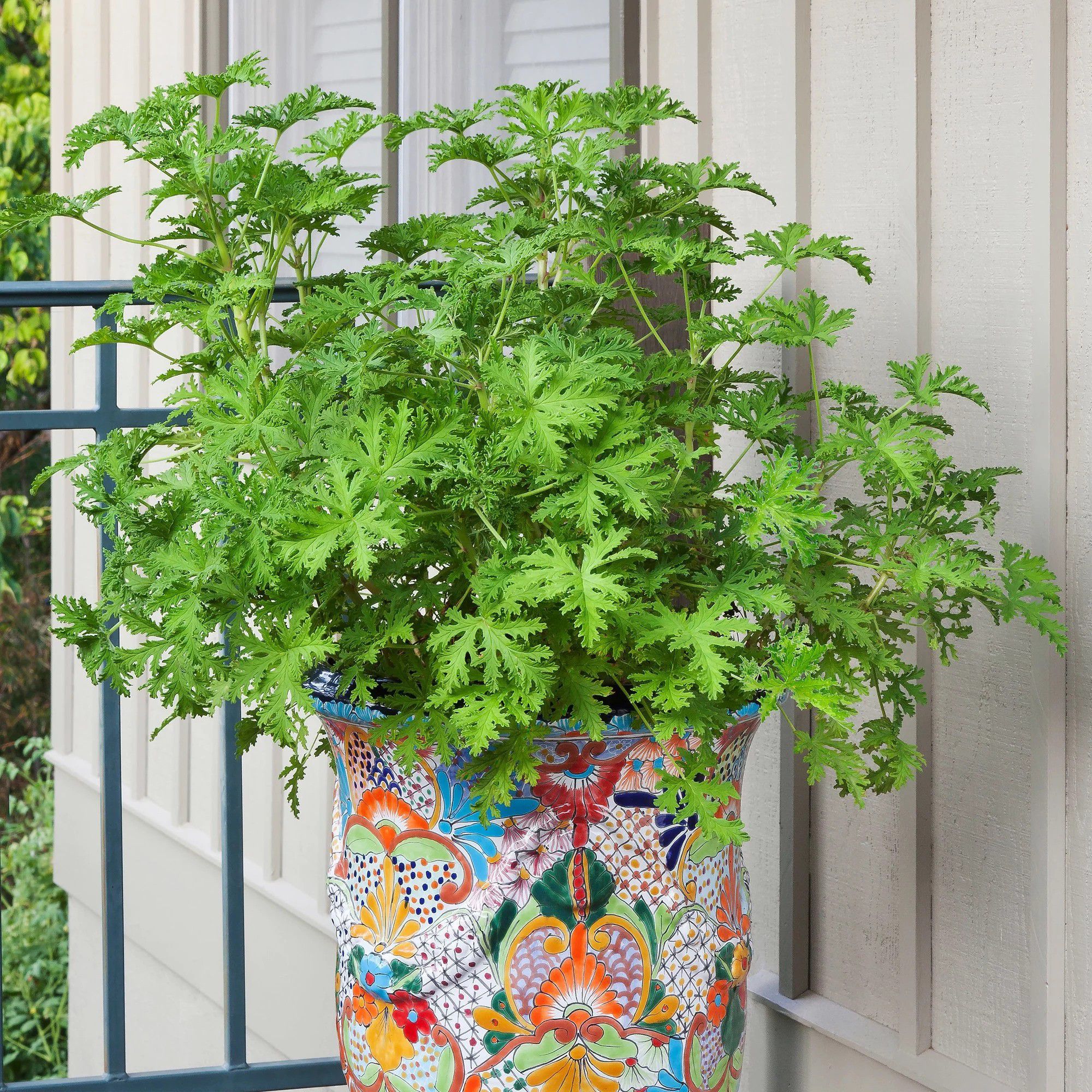 citronella