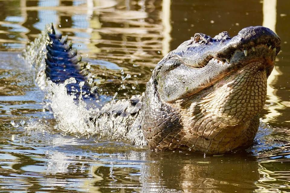 A gator at Gatorland in Orlando