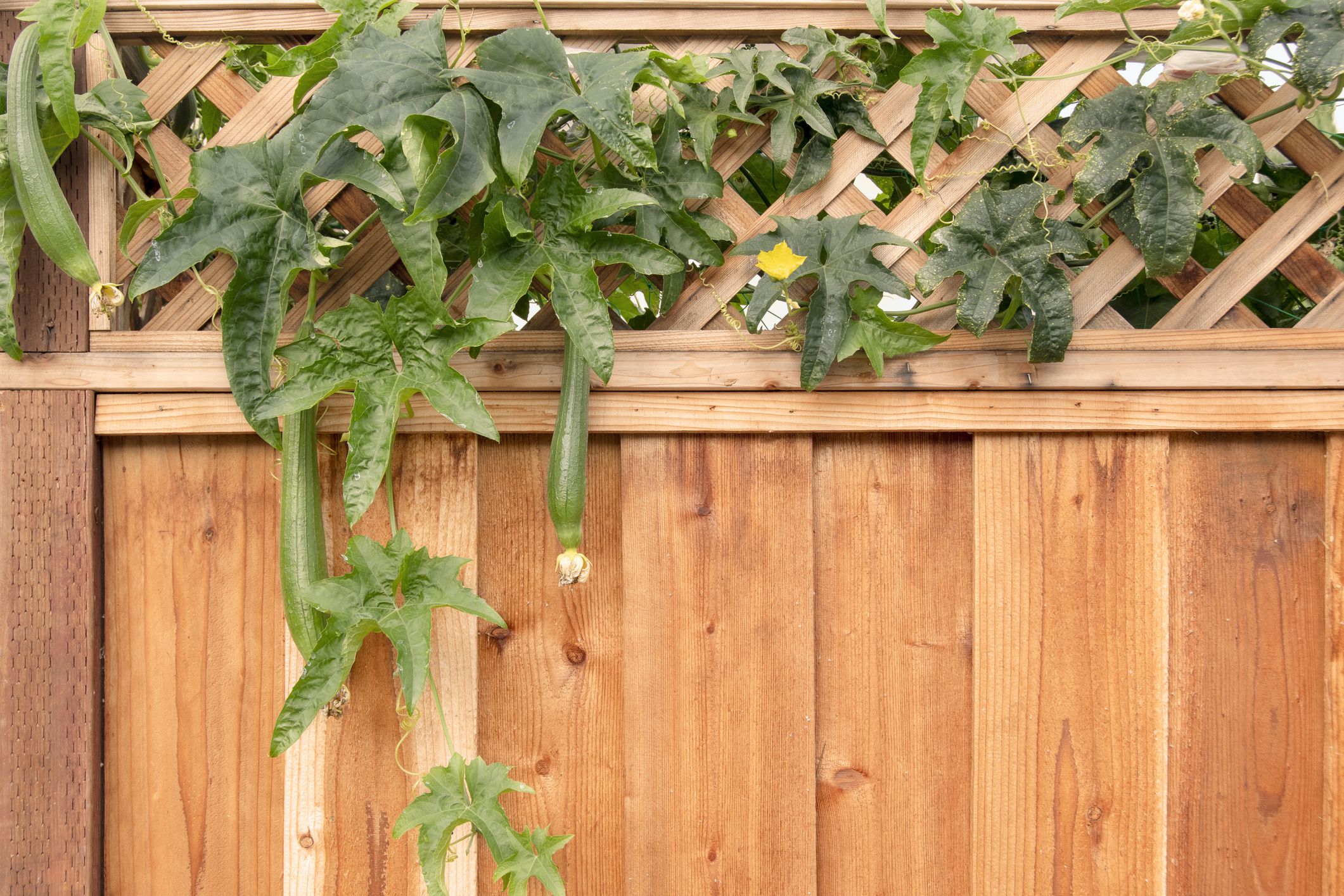 Yard long cucumber, Cucumis melo var flexuosus, growing on wooden fence in urban garden. Also known as yard long melon, Asian cucumber, and Armenian cucumber. It is actually a muskmelon.