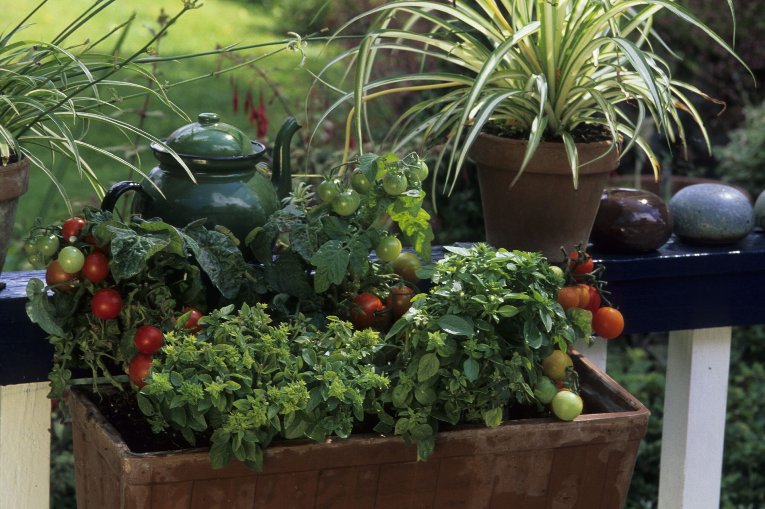 Aromatic potted / Basil 'Balcon Star' , 'Grand Vert' / Mini-tomato
