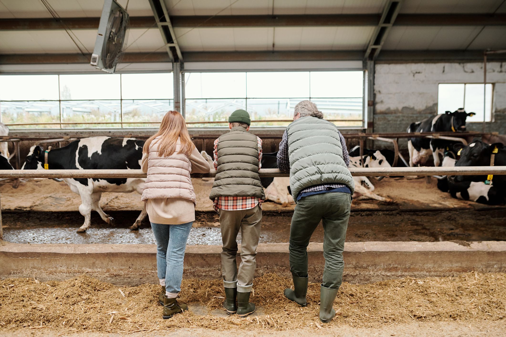 Rear view of family of father, mother and teenage son in workwear bending over large paddock with livestock in front of camera