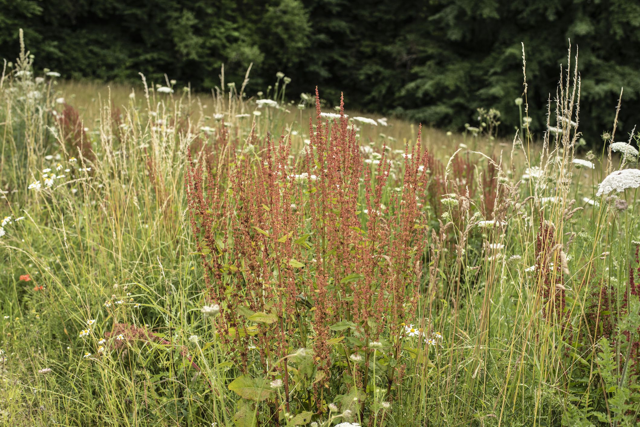 a flowering plant of a common or garden sorrel in a meadow at forest edge