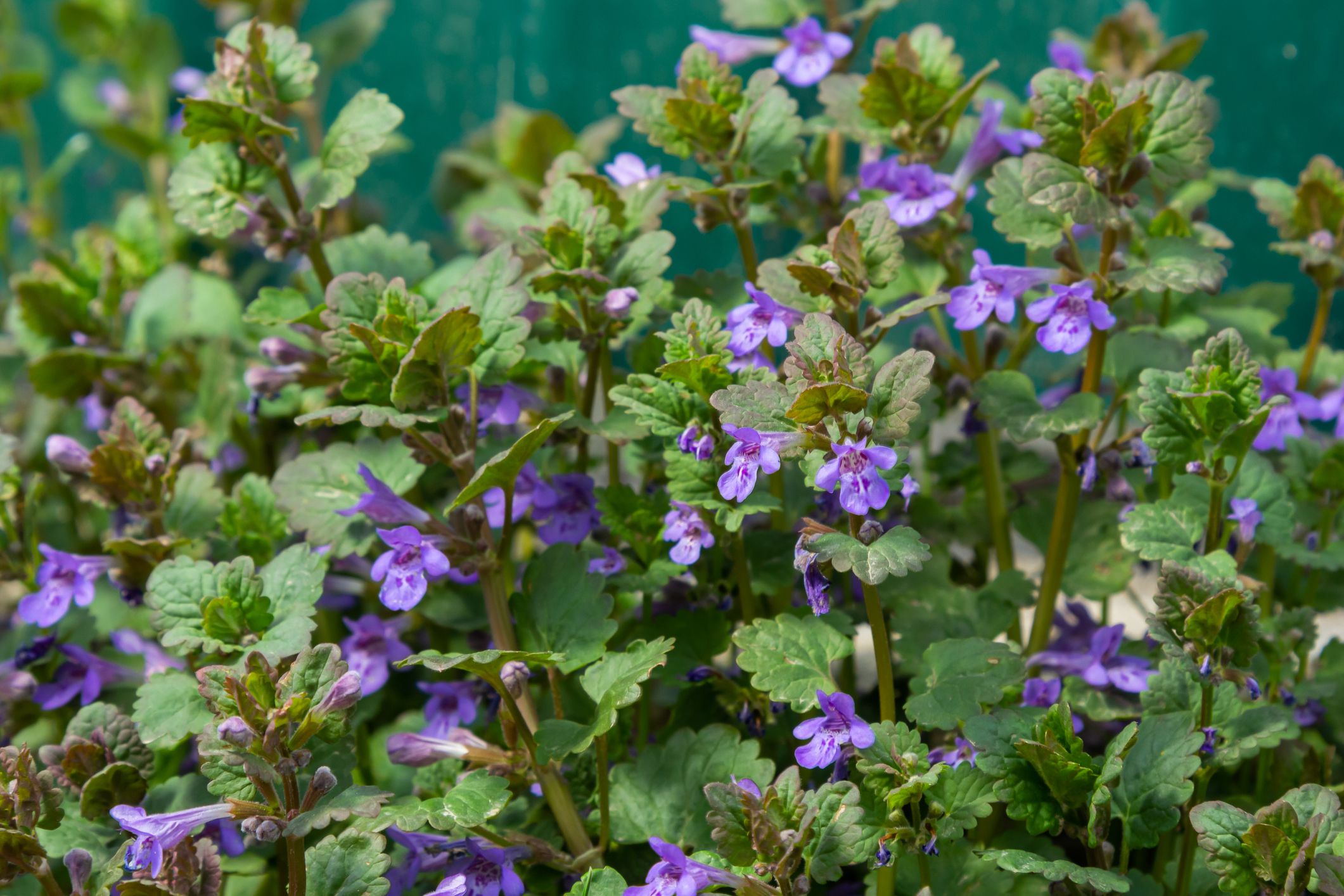 Beautiful Natural Herbal Blue Flowers Glechoma Hederacea Growing On Meadow In Springtime Close Up.