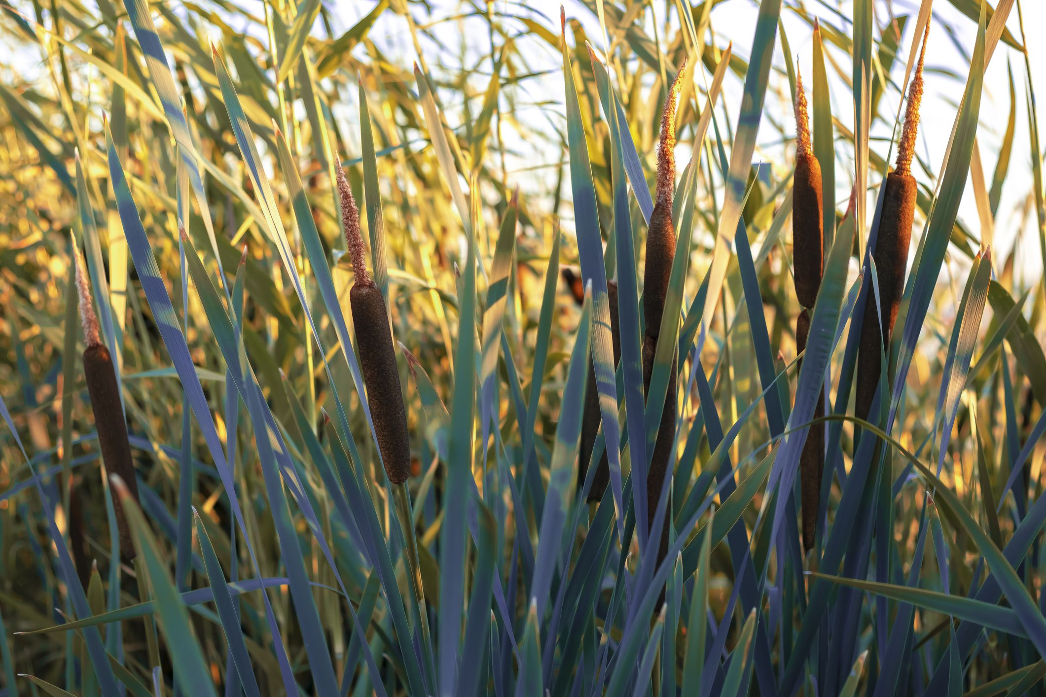 Bulrush, cattail, typha plants at the edge of a wetland on a sunny day