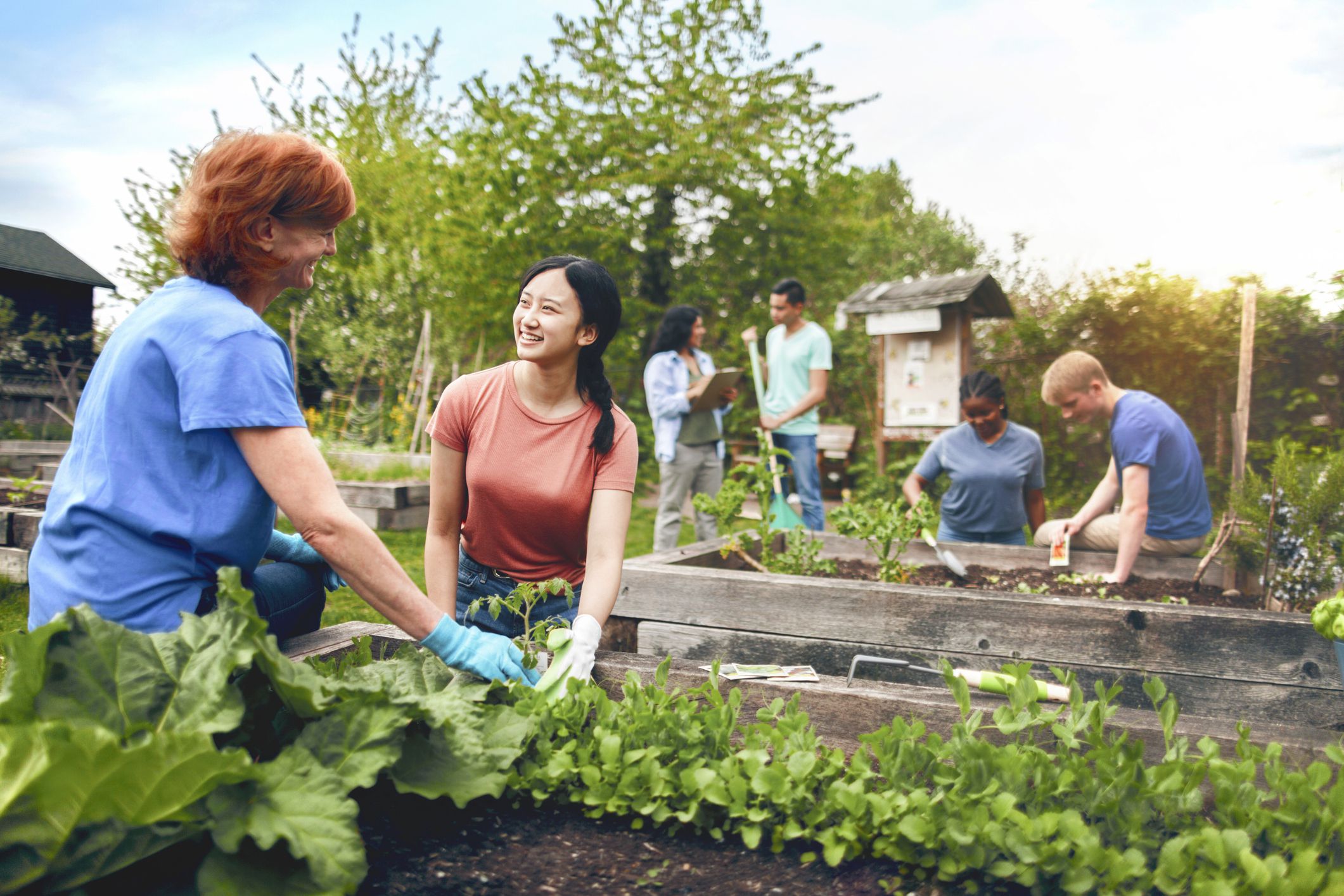 Multiracial group of young men and young women gather as volunteers to plant vegetables in community garden with mature woman project manager advice and teamwork