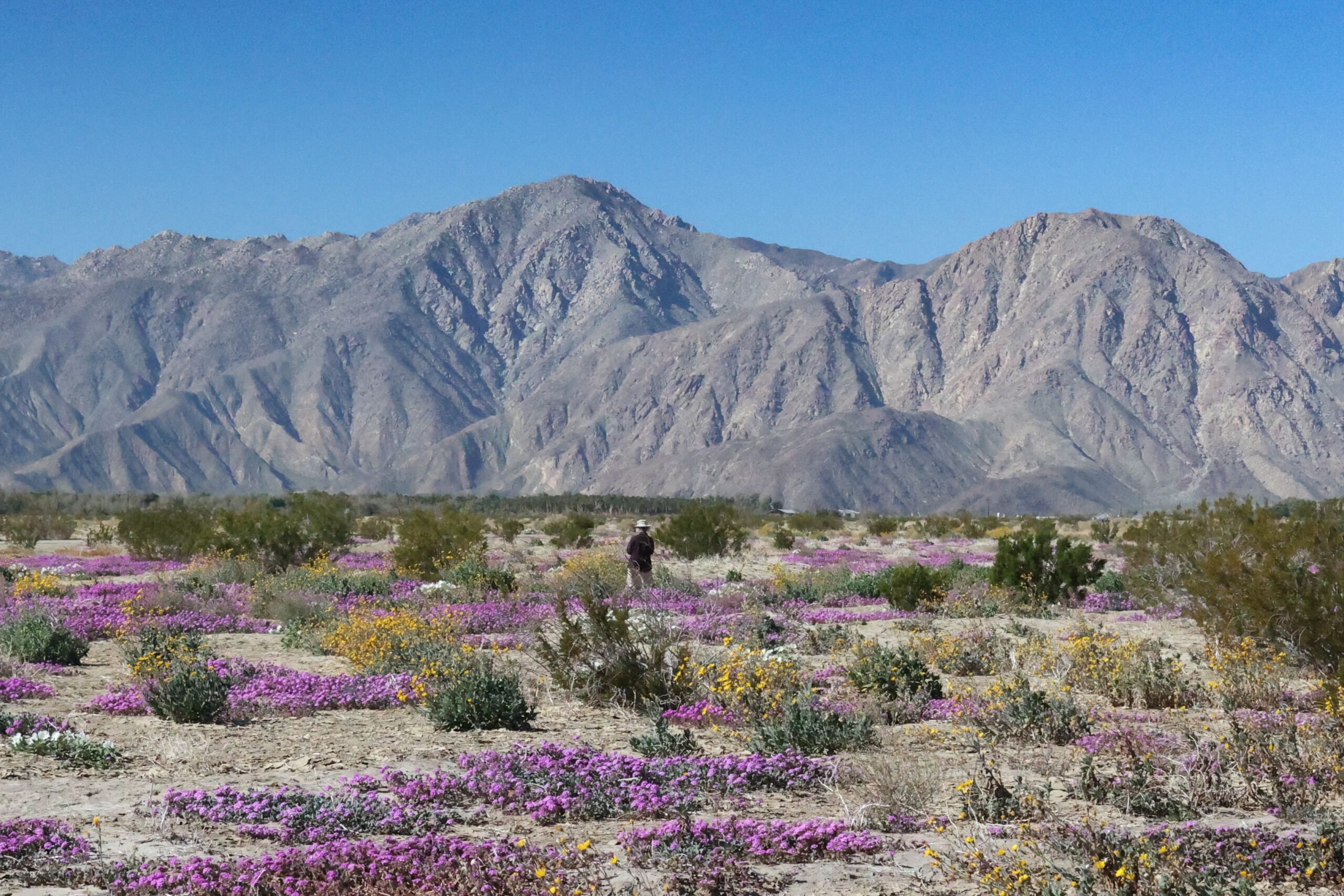 The early rains in California have caused massive blossoms of sand verbena in the desert of Anza Borrego California