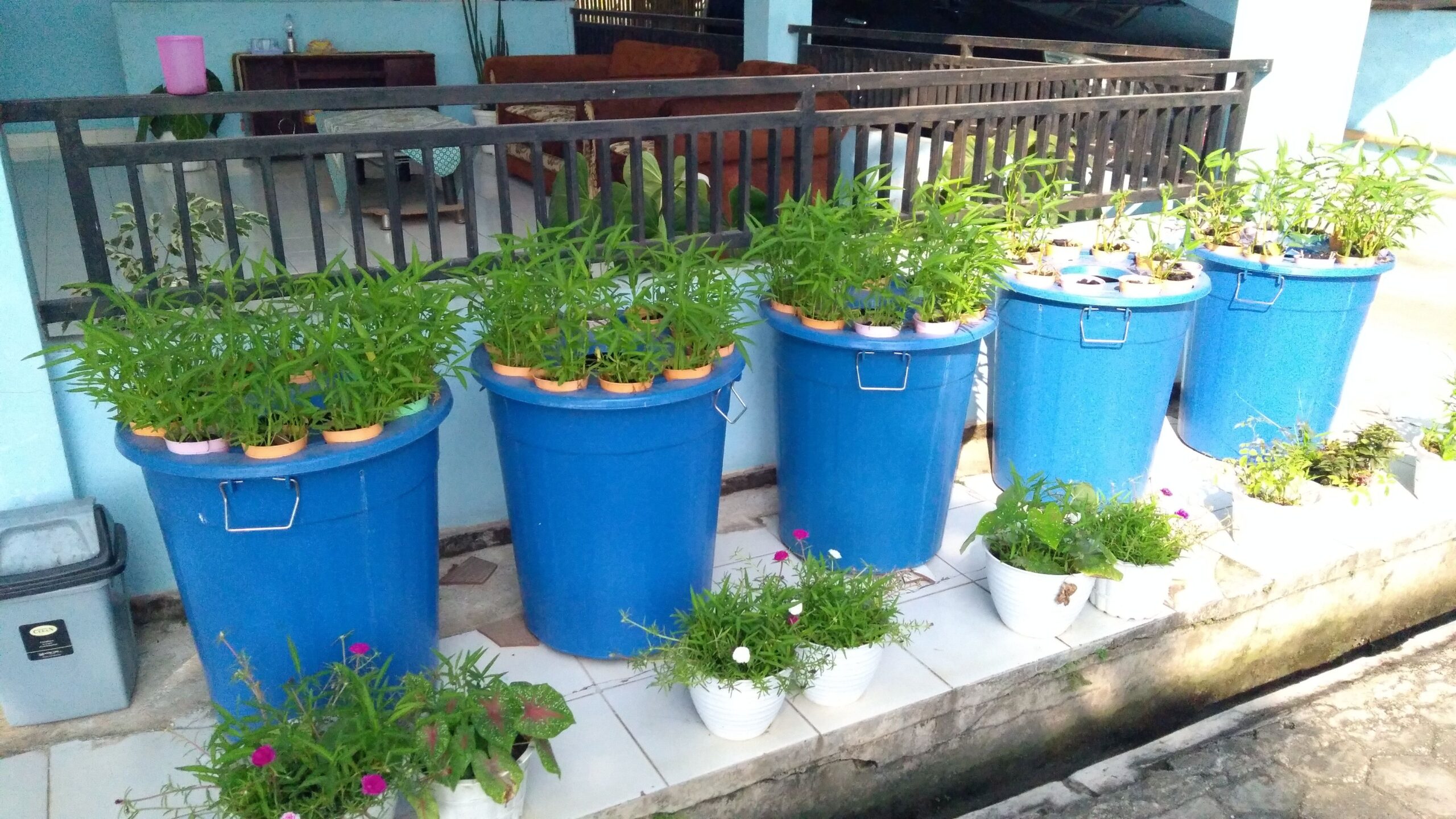 Cultivation in buckets is the utilization of old, unused buckets by using a narrow area where catfish are reared in buckets and vegetables are grown on it.