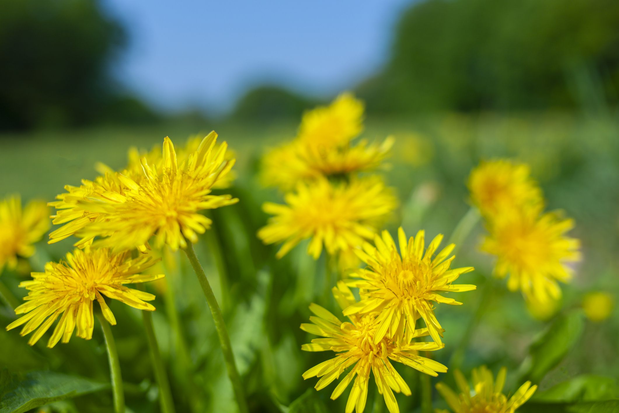 spring flowers