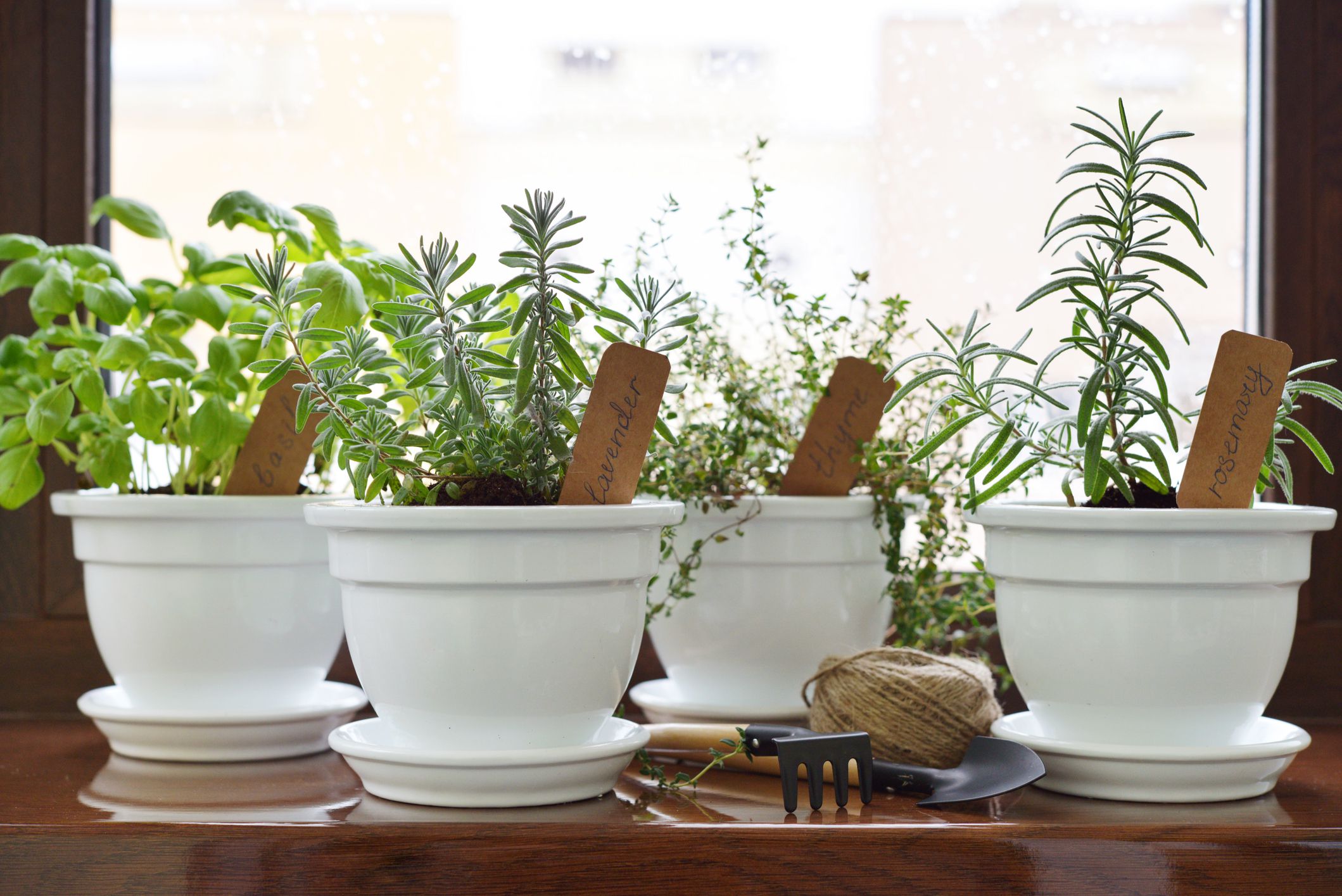 Fresh herbs in pot on windowsill. Shallow dof