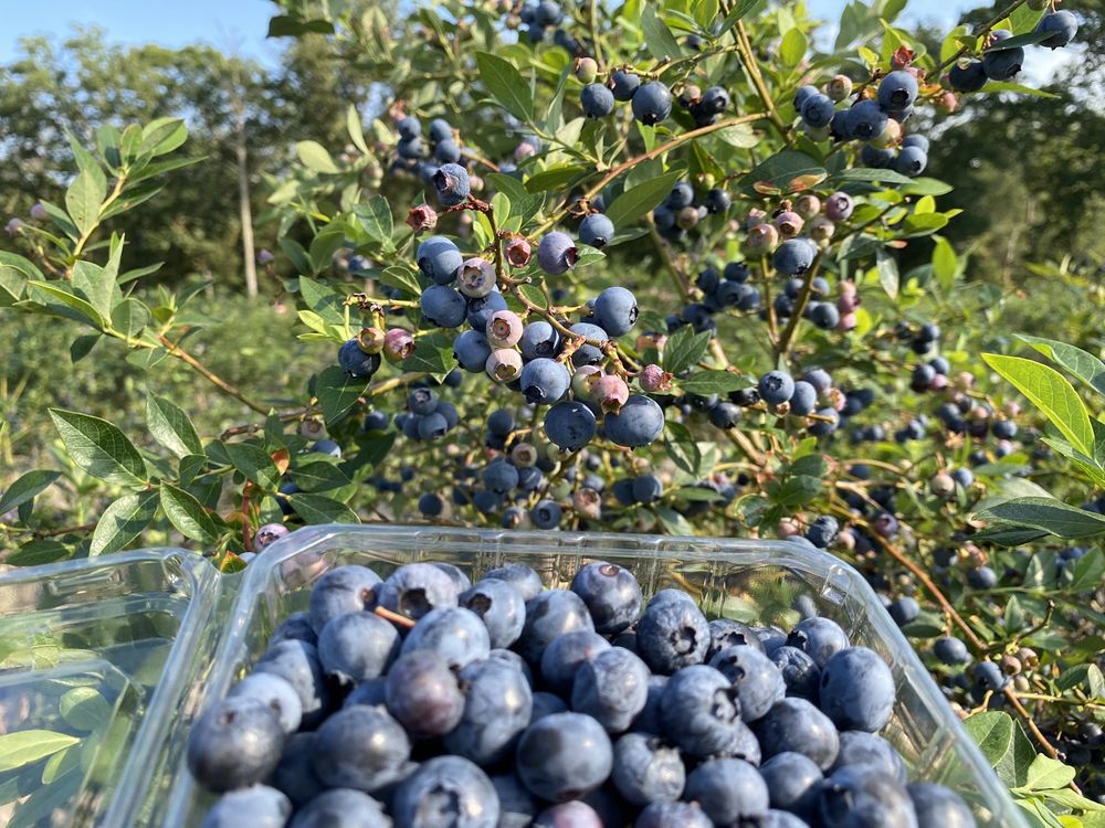 DiMeo Blueberry Farm, Hammonton, New Jersey