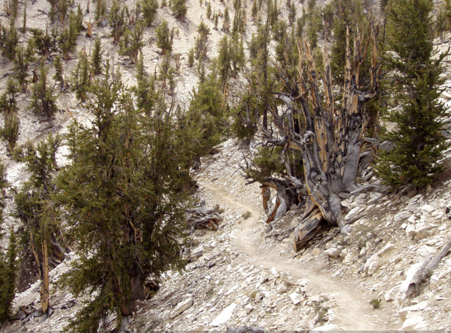 Great Basin Bristlecone Pine