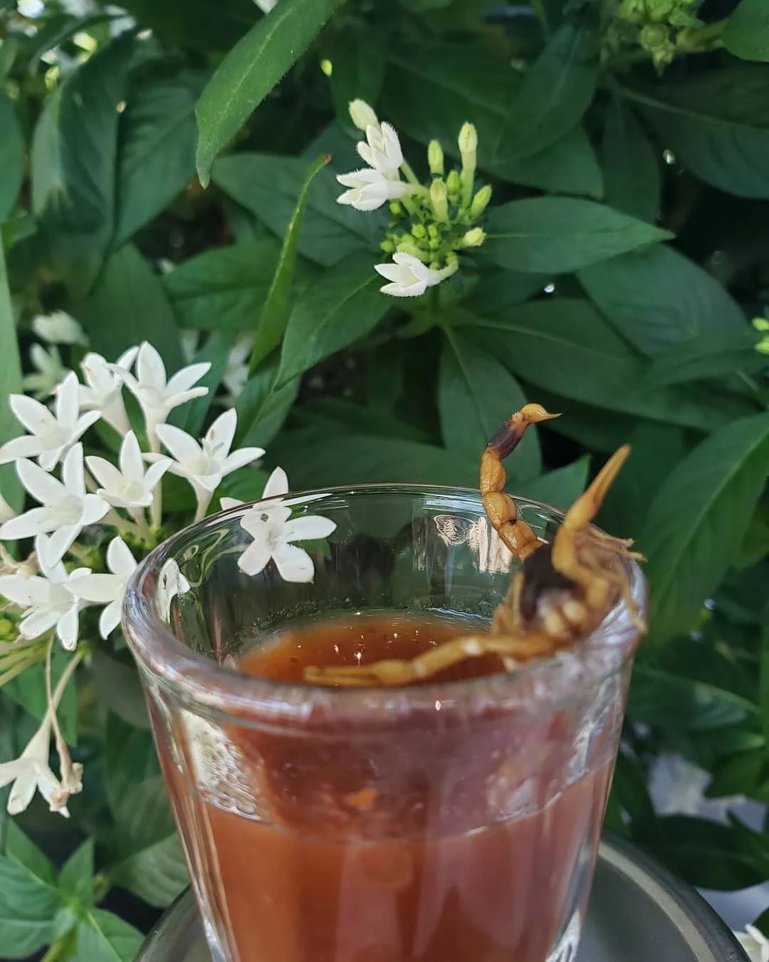 Scorpion Shot Hot Challenge