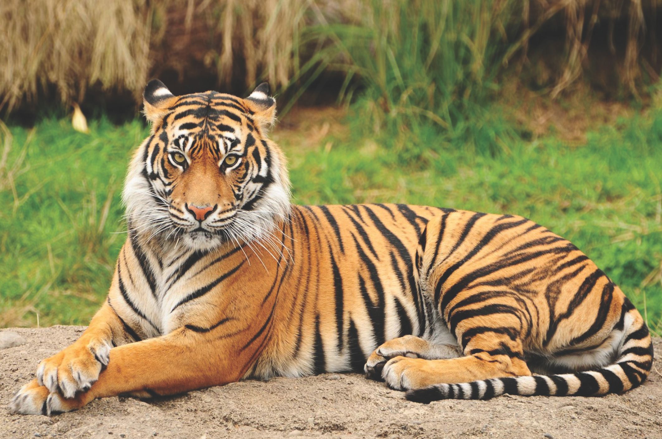 Portrait of a Royal Bengal Tiger alert and Staring at the Camera. National Animal of Bangladesh