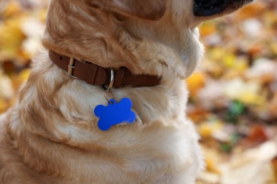 Close-up of a dog&rsquo;s neck with a brown collar and a blue bone-shaped tag, surrounded by blurred autumn leaves in the background.