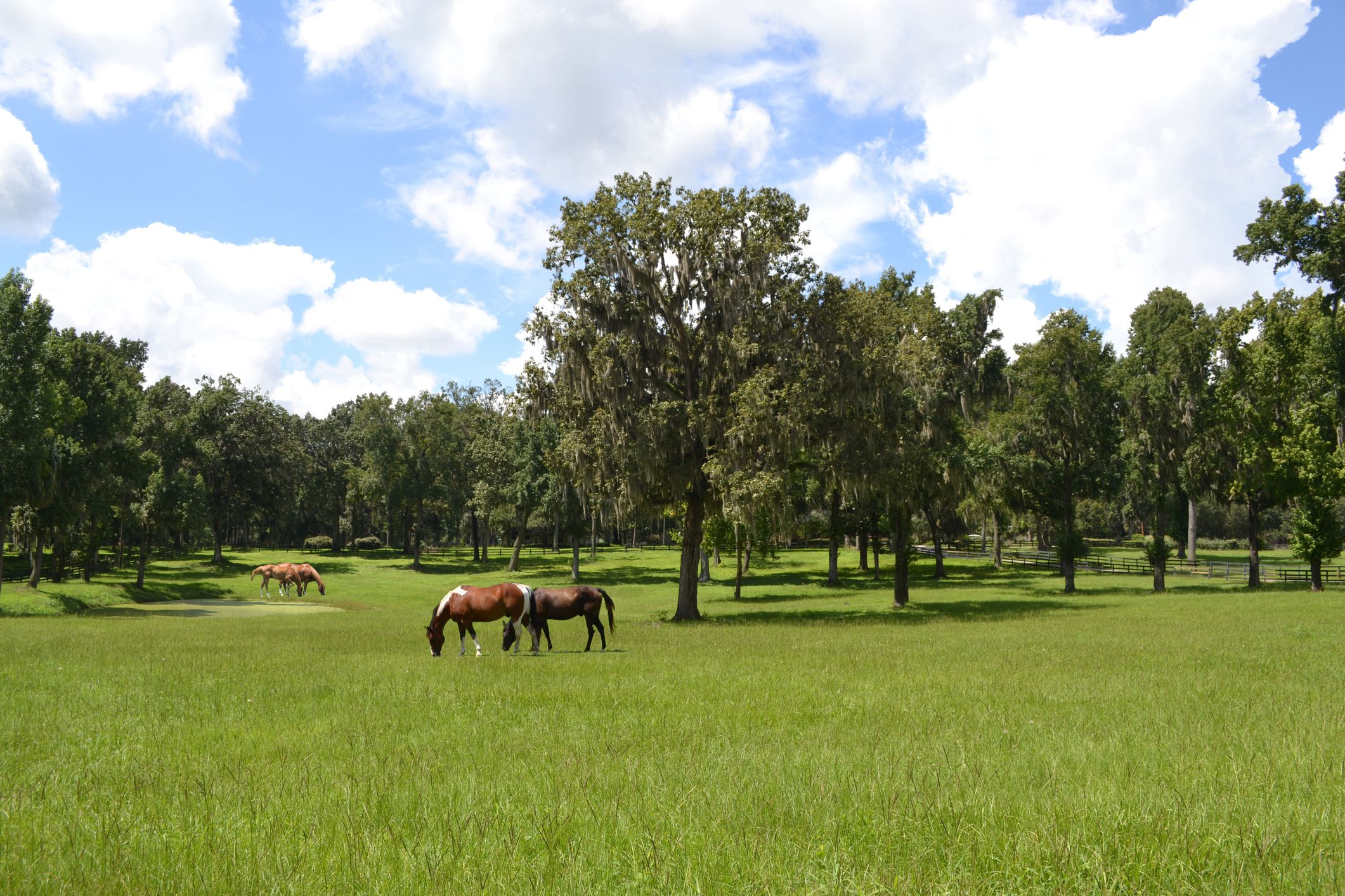 Four horses are grazing around a pond. Taken in Ocala, Marion County, Florida where it is also referred to as Horse Country