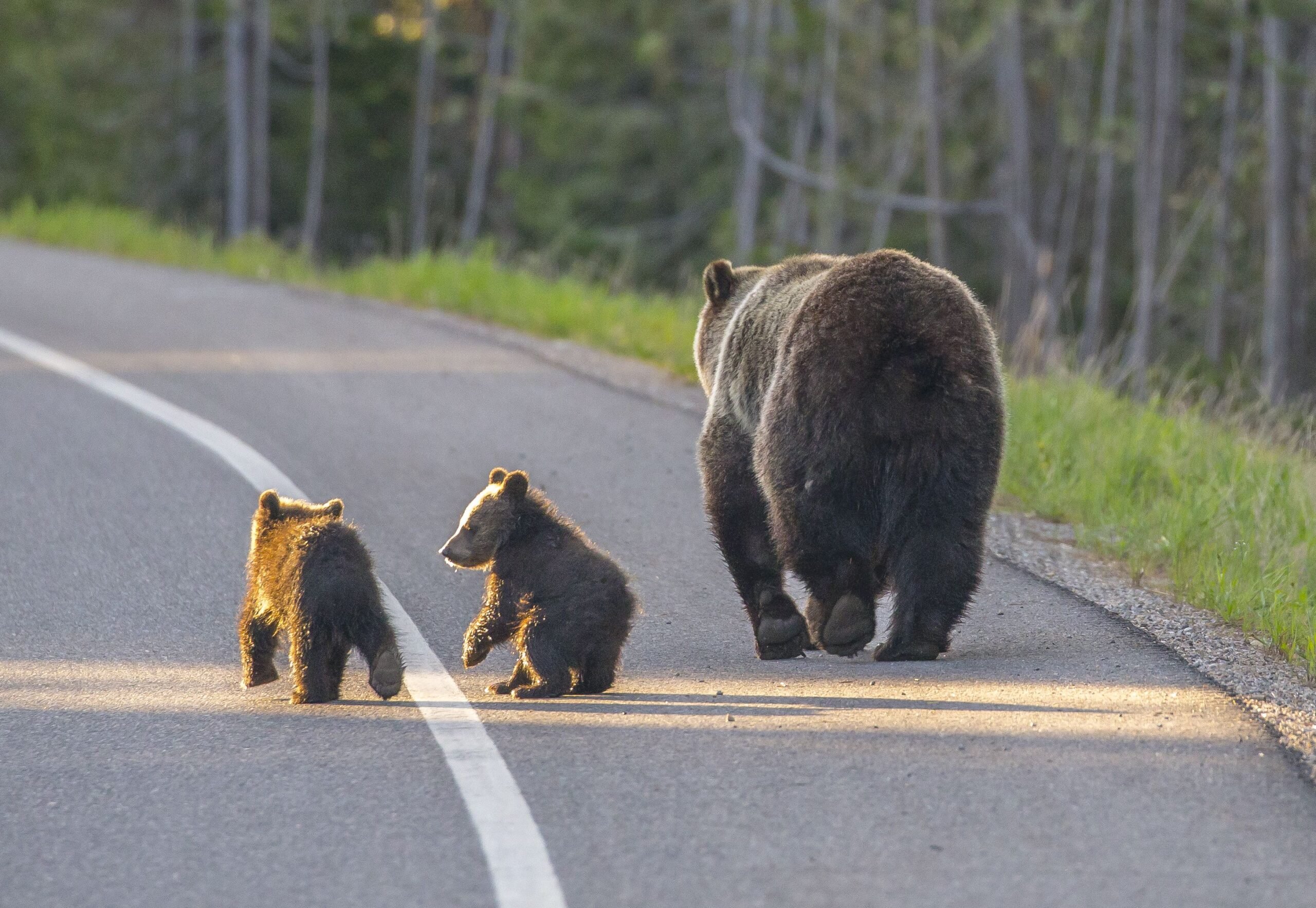 A family of Grizzly Bear stroll down a main road in Grand Teton National Park, Wyoming
