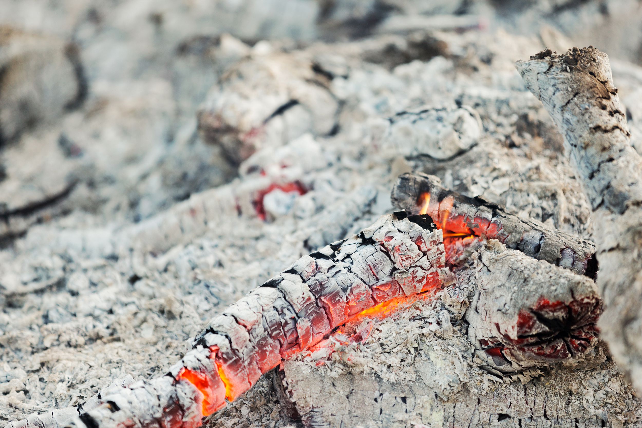 Charred campfire logs with ashes