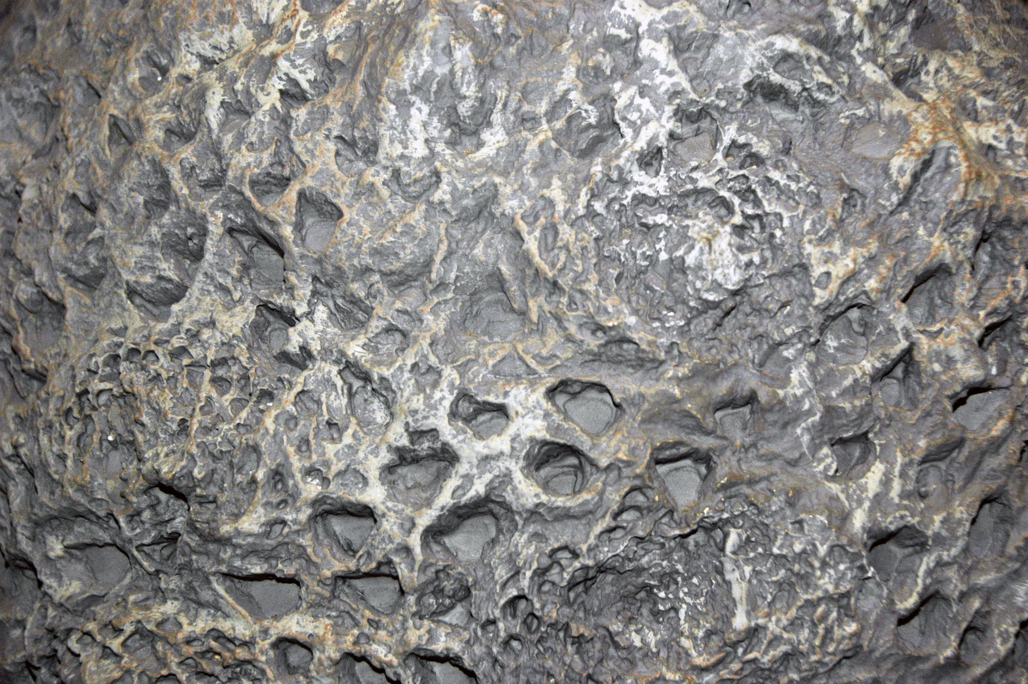 Fossil Cycadeoid Obtained From the Black Hills, South Dakota