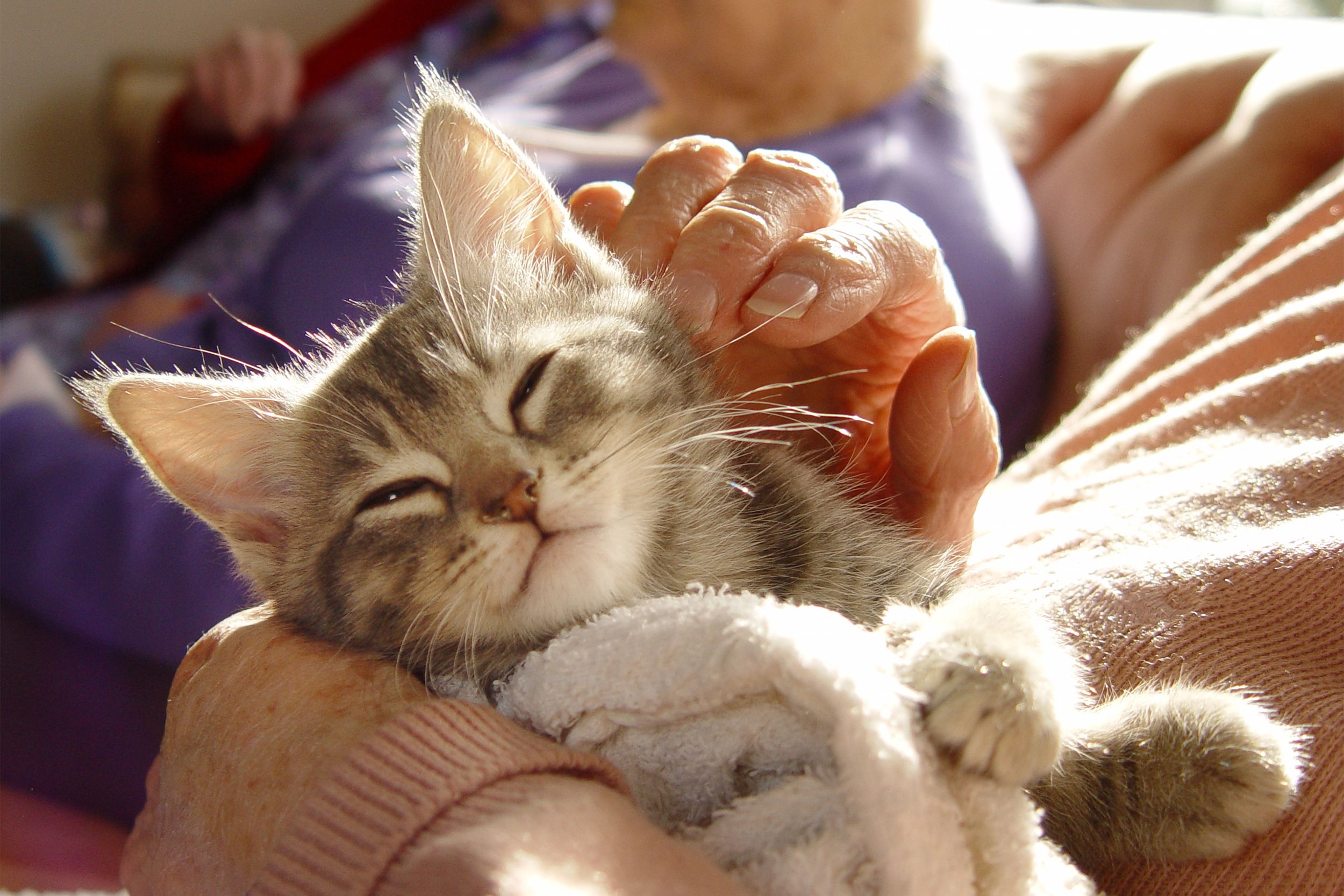 Closeup of kitten
