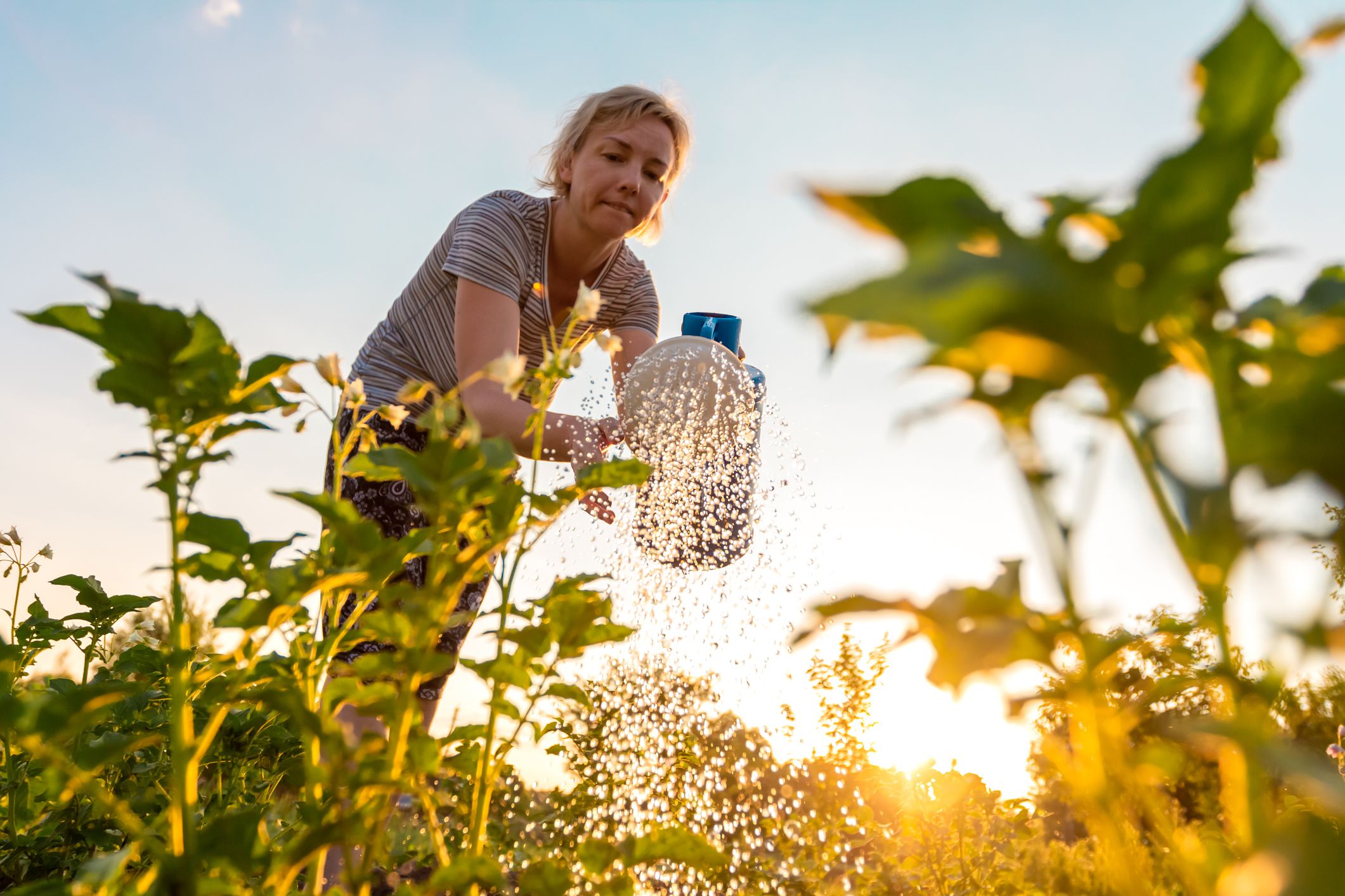 Woman watering garden plants late in the day using a watering can