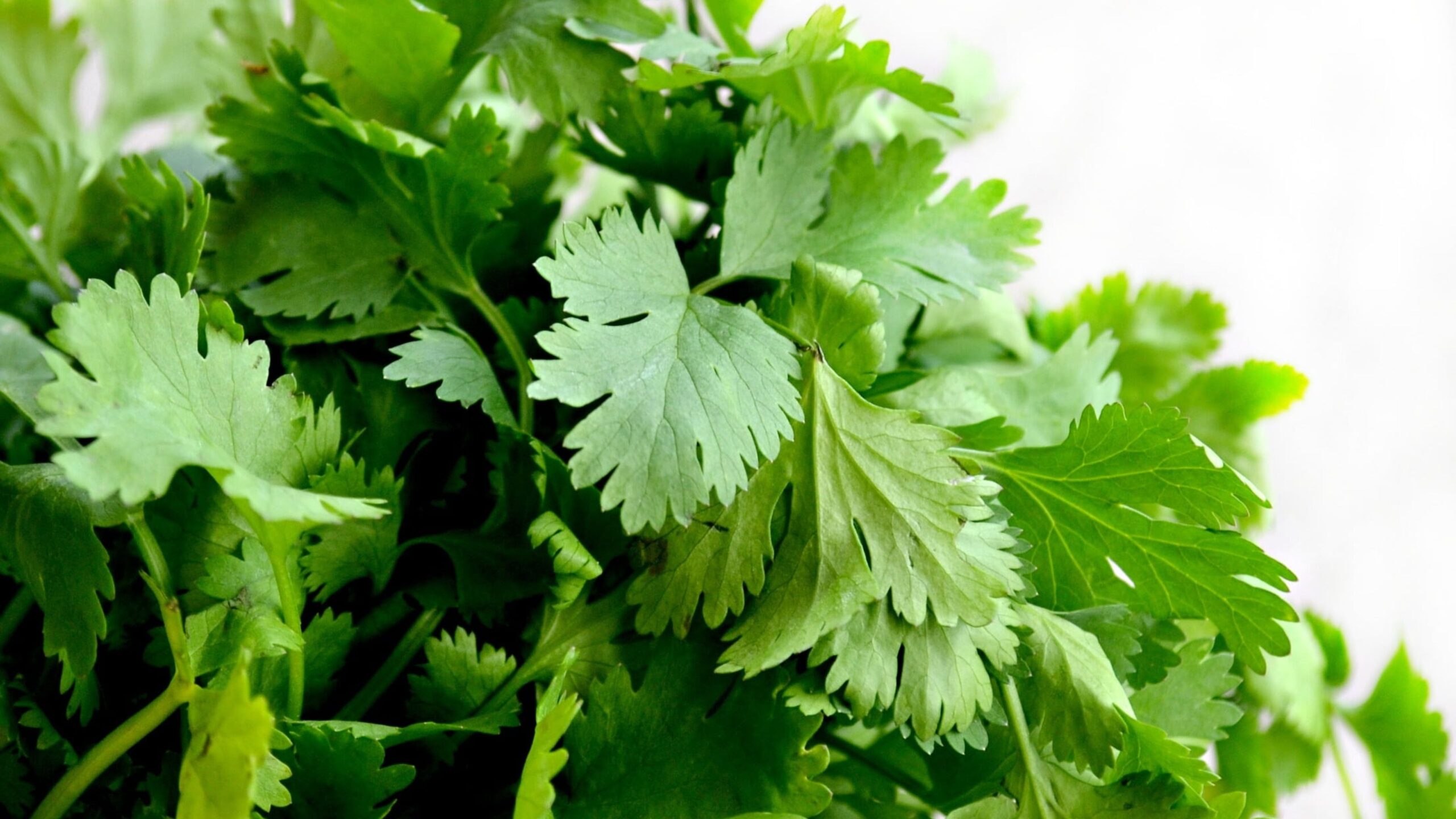 5. Cilantro