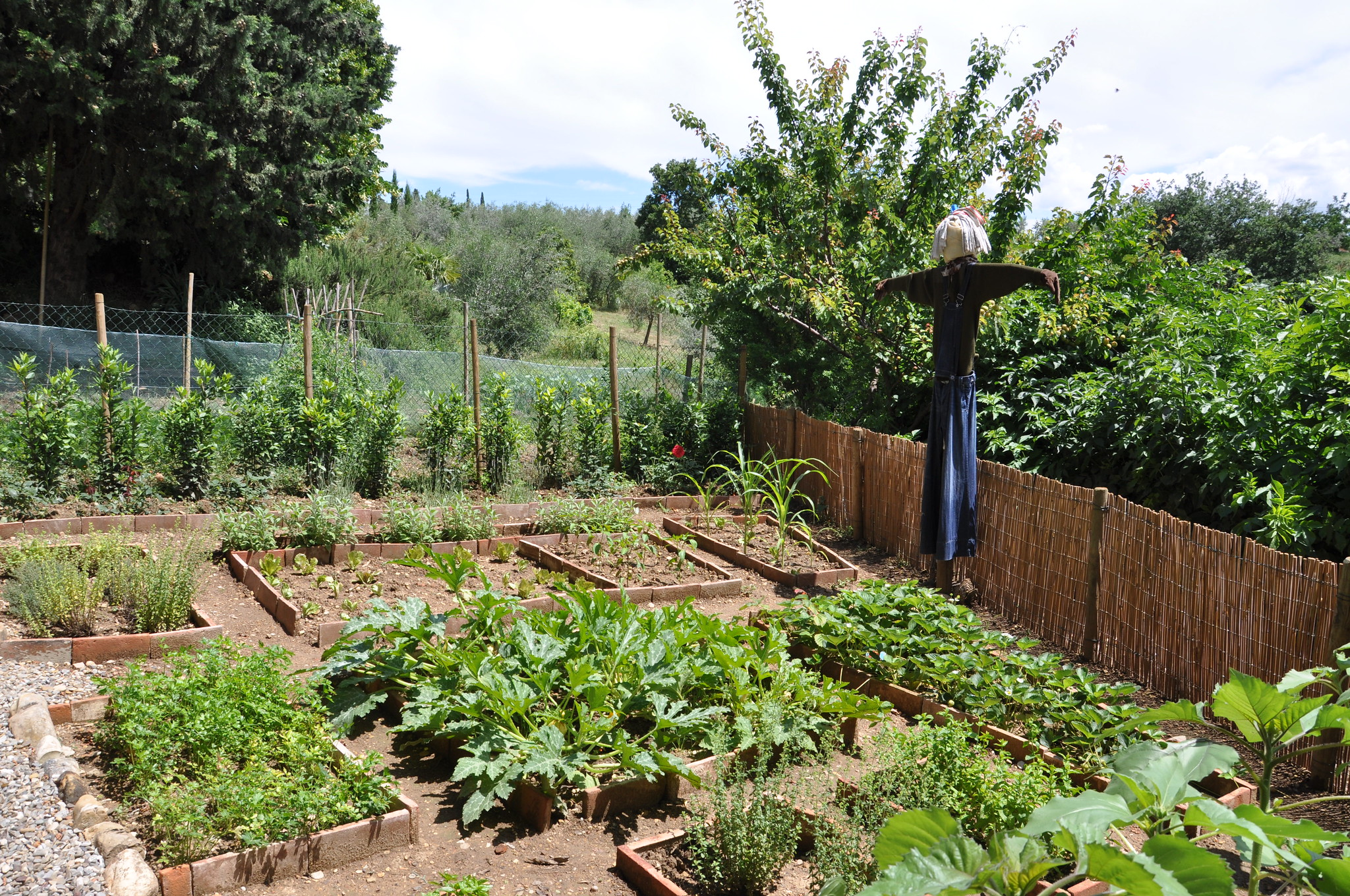 Vegetable Garden With Scare Crow, Toscana, Italy