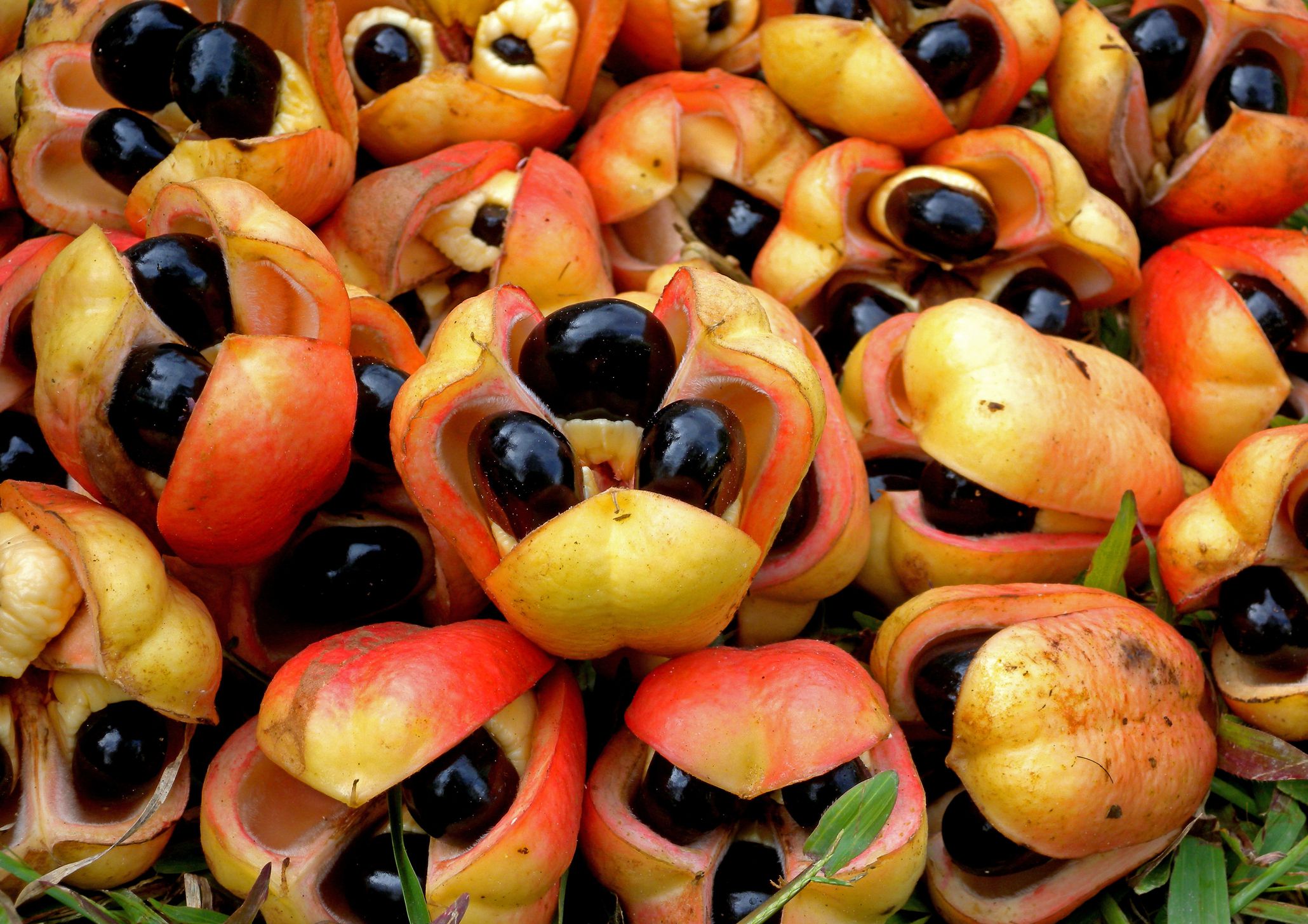 Ackee (Blighia sapida) ripe fruit