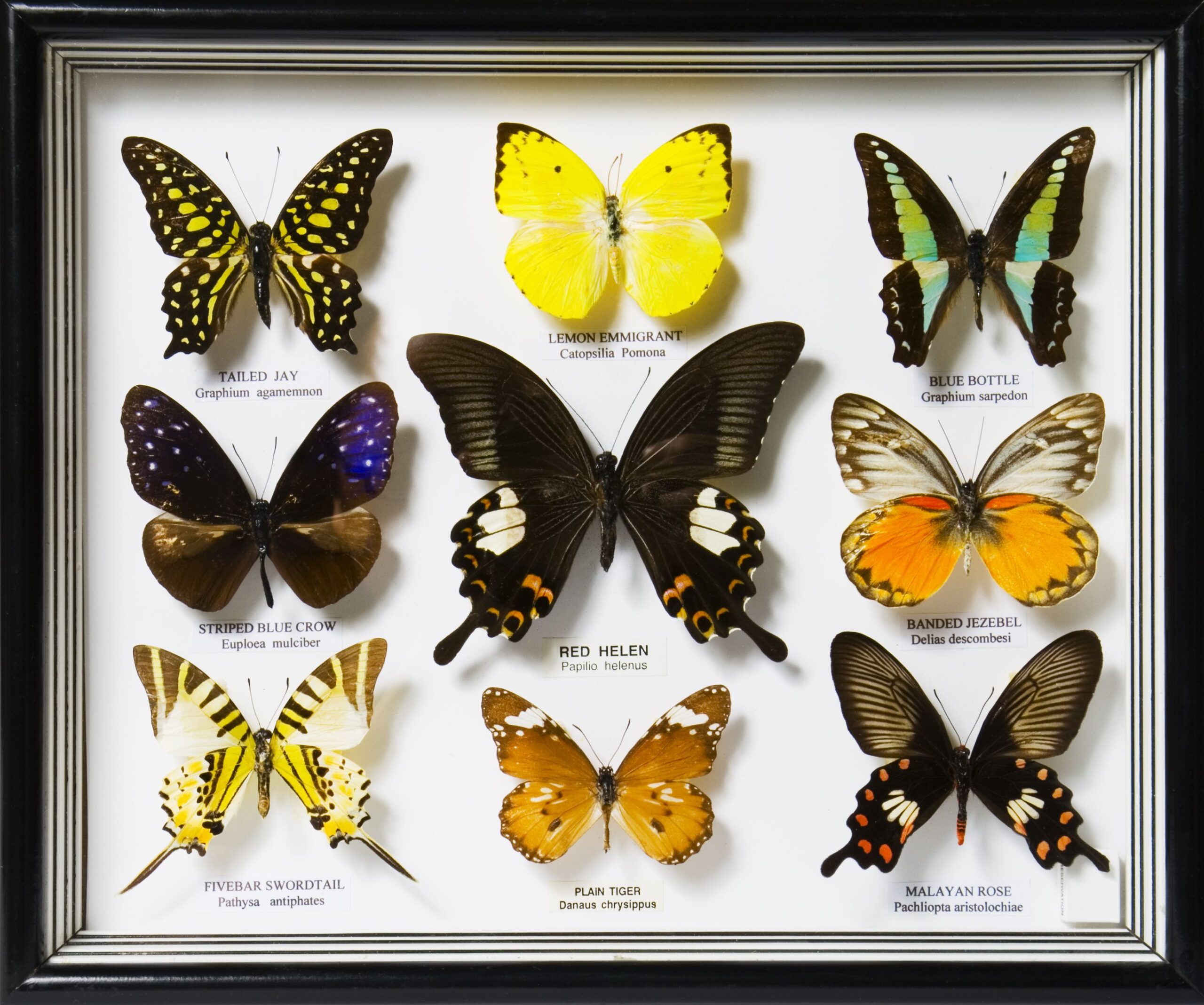 Framed butterfly collection.