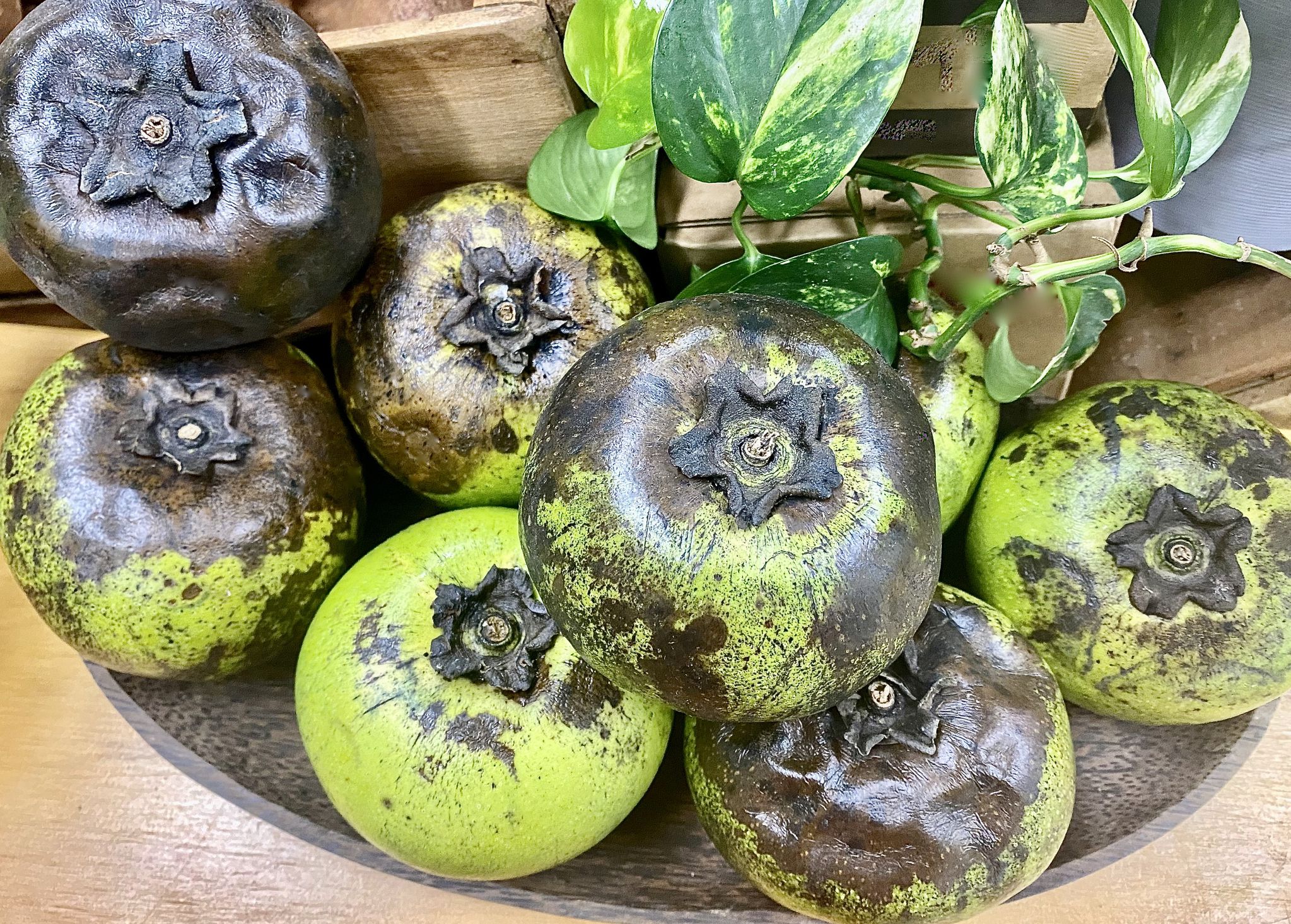 Horizontal high angle view of a wood bowl of tropical organic black sapote fruit also called chocolate pudding fruit ready to be cut and eaten for dessert.