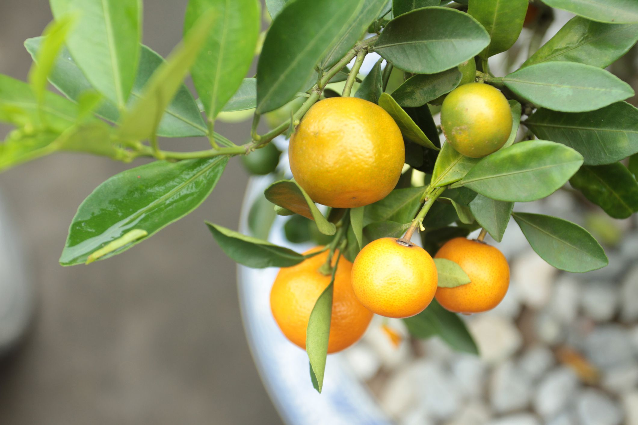 Orange Calamondine fruits and foliage on dwarf tree or Orange kumquat