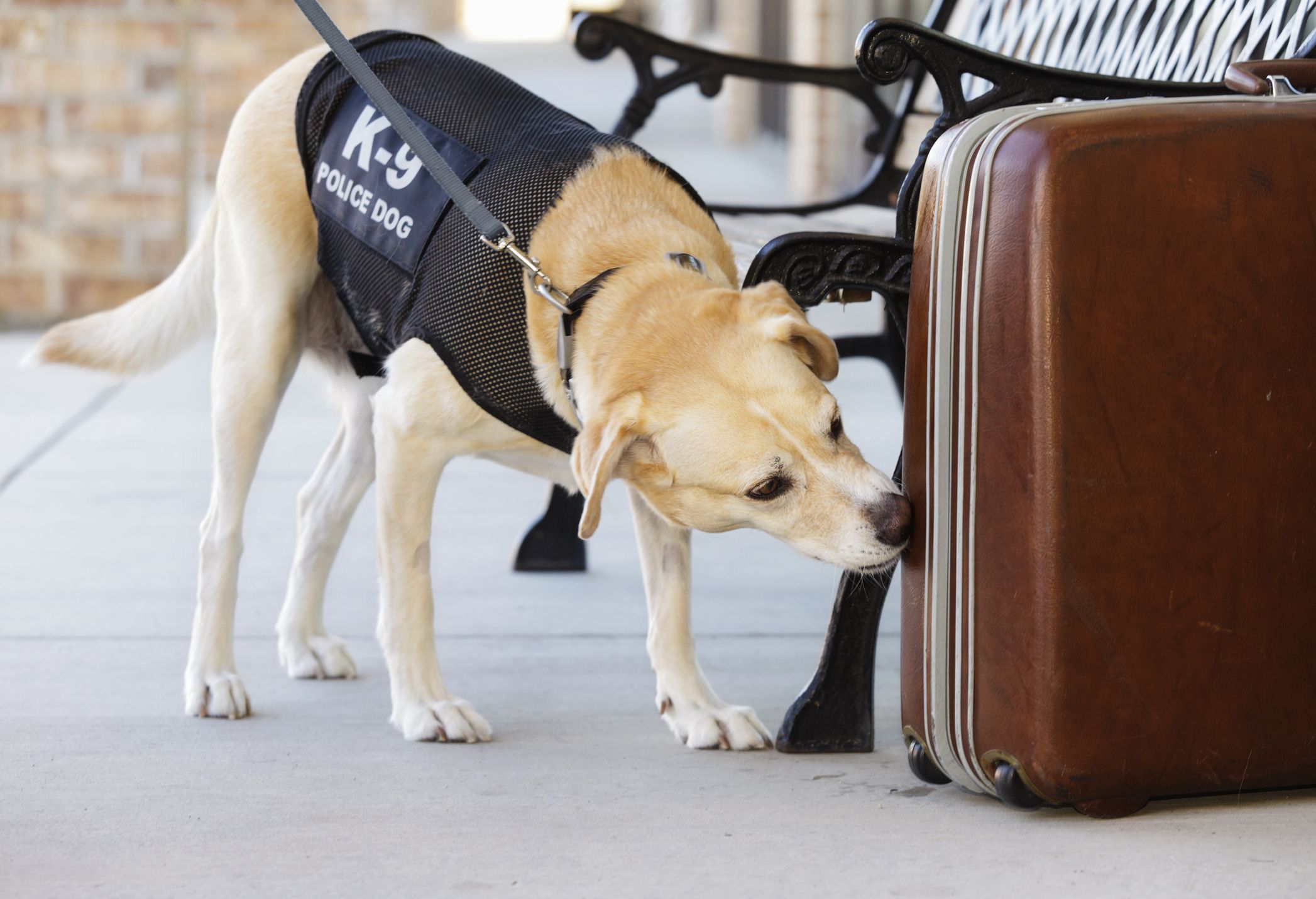An explosives and drug-sniffing police dog investigating a abandoned suitcase.