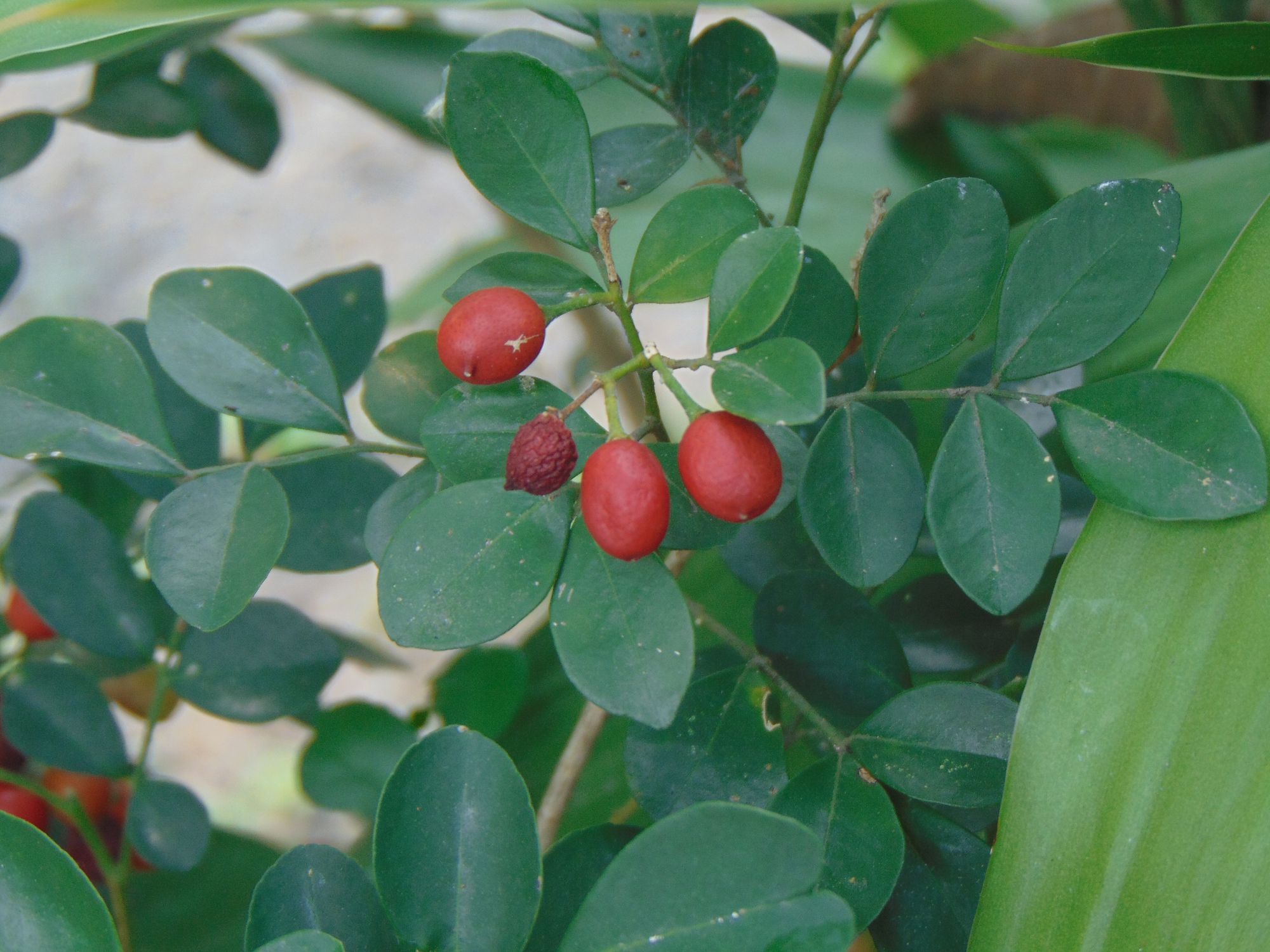 Miracle fruit (Synsepalum dulcificum) is a plant native to West Africa which is still in the same family as sapodilla fruit. Miracle fruit has an oval shape with a length of 2-3 cm, resembling melinjo fruit or coffee fruit