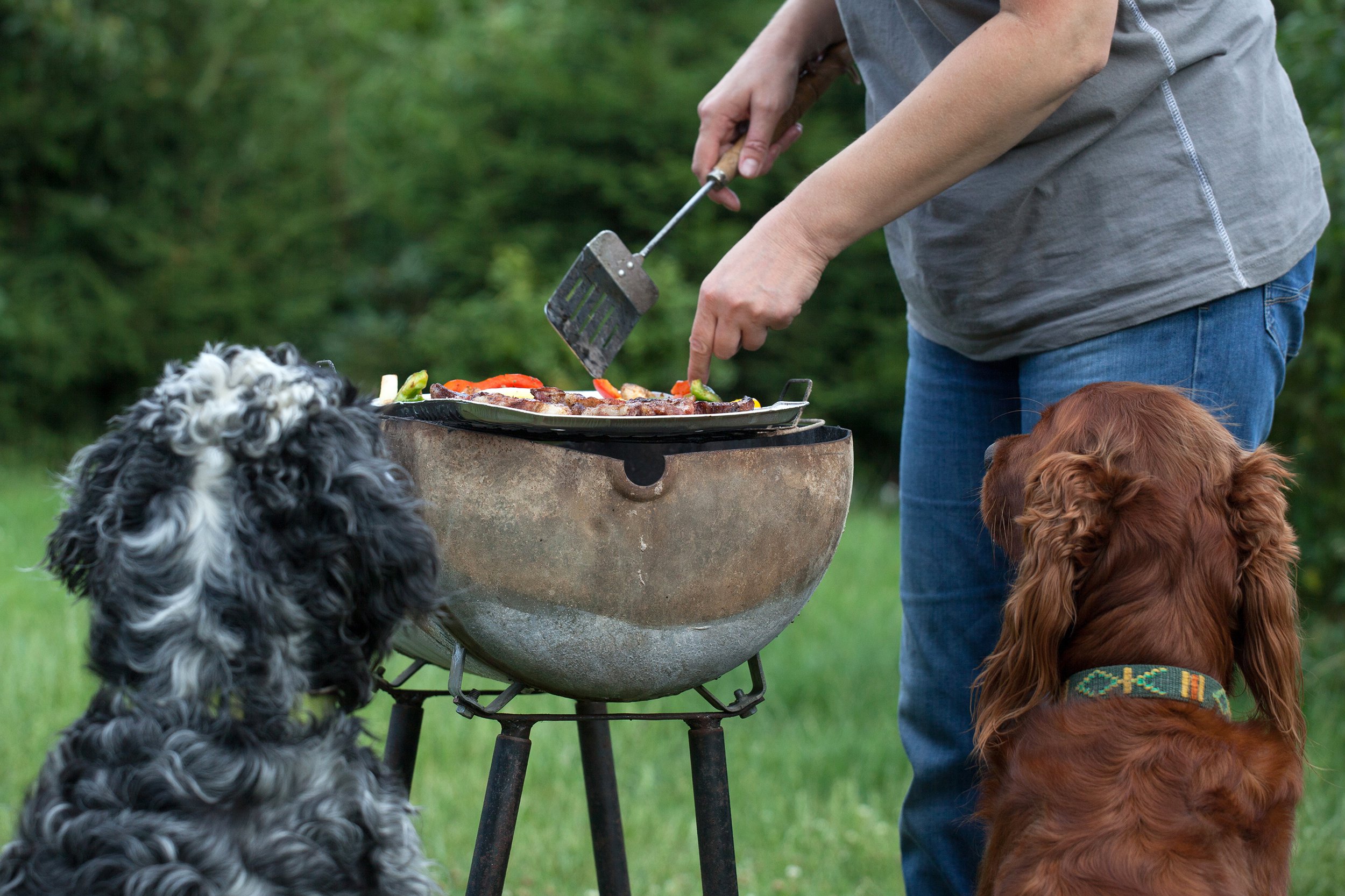 dog waiting for the barbecue