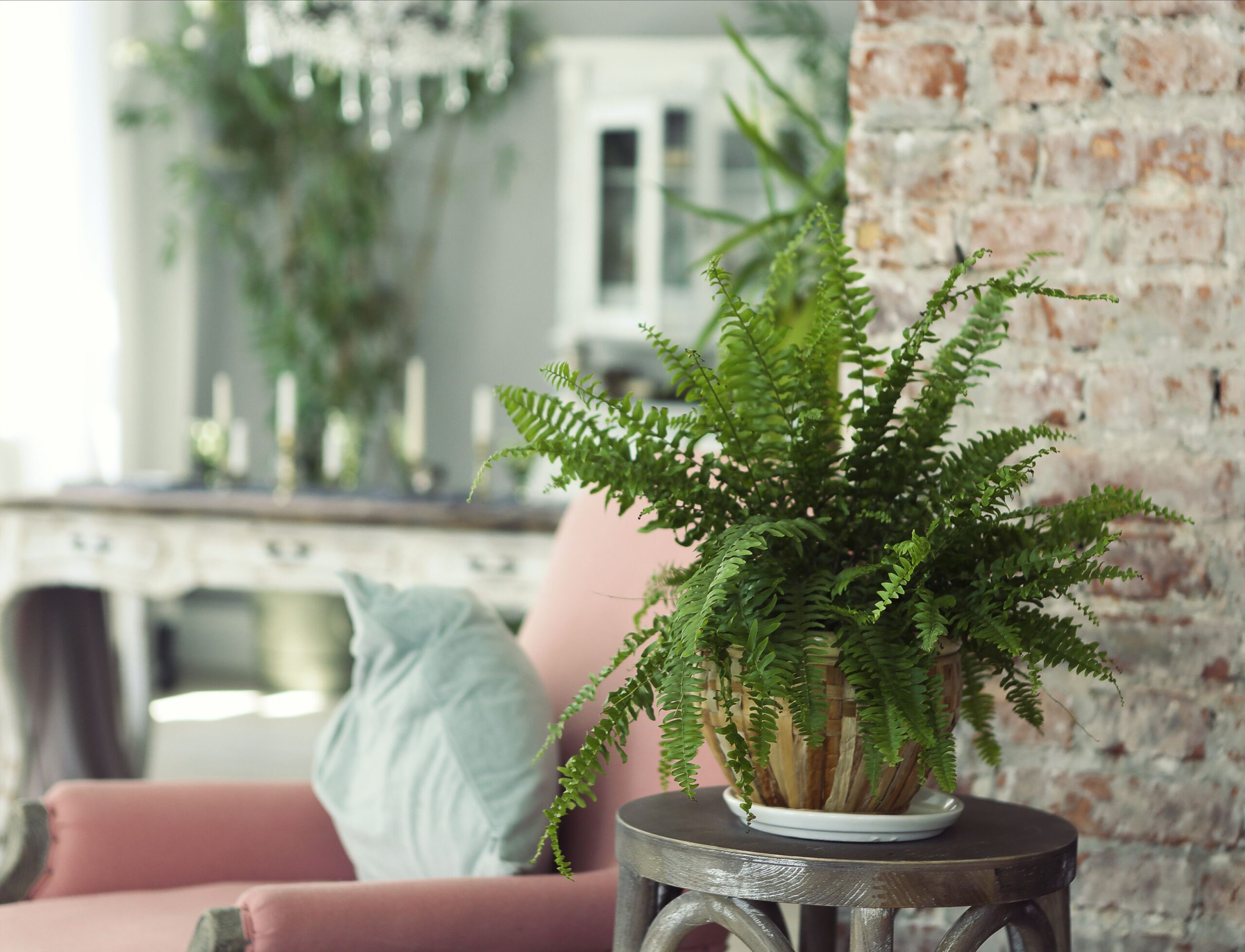 Green plant in contemporary interior. Close up