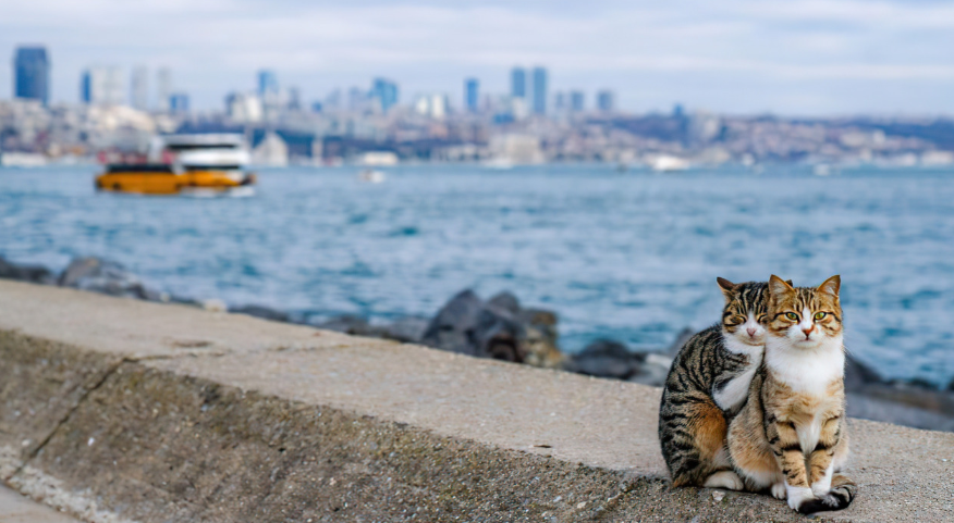 Cats sitting on the side of the road in istanbul
