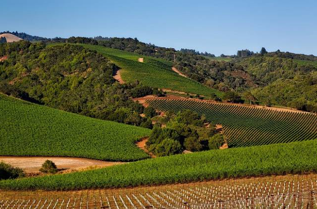 A photo of a vinyard in Napa