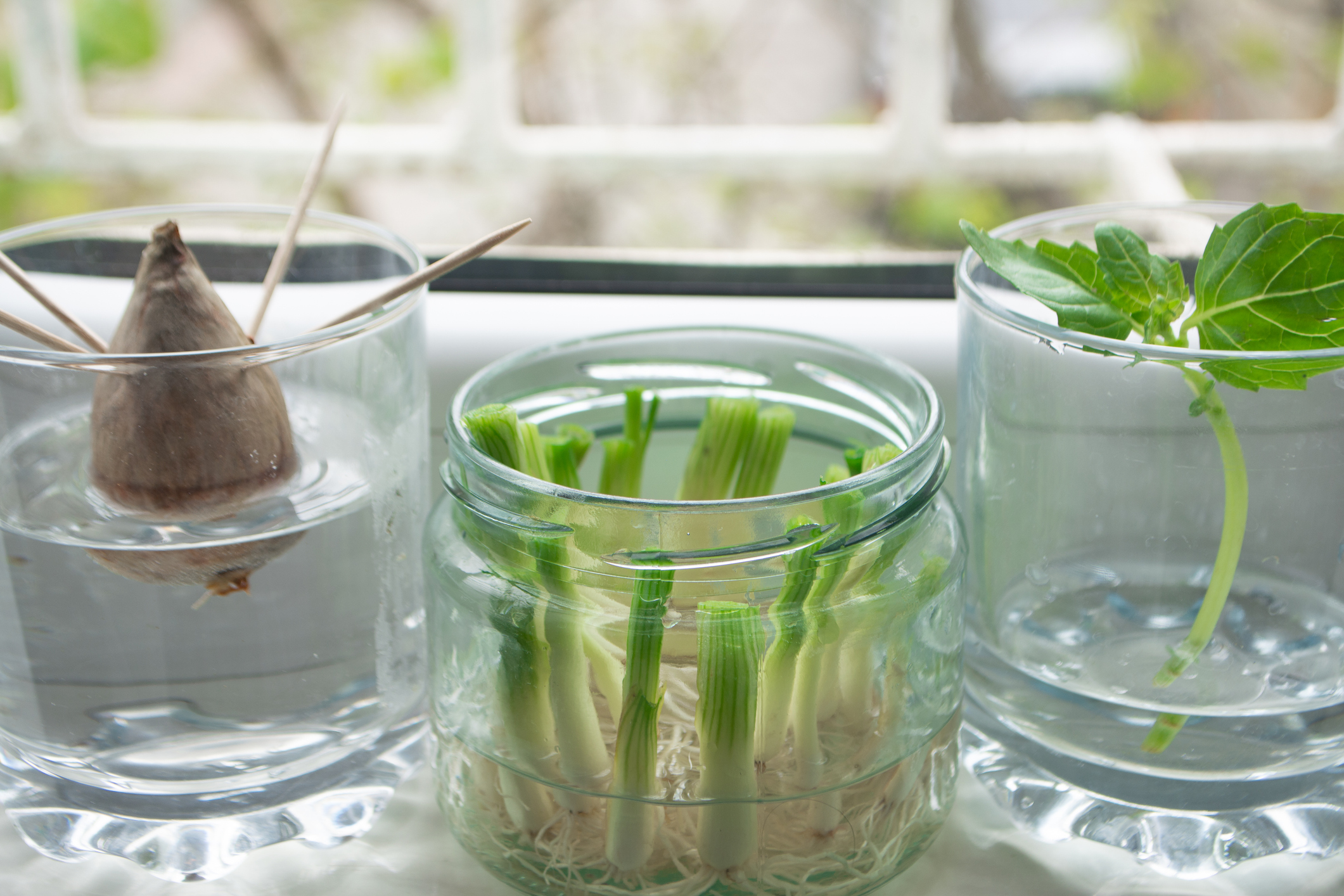Growing Scallions and Two Other Vegetables From Kitchen Scraps, Along the Window Sill