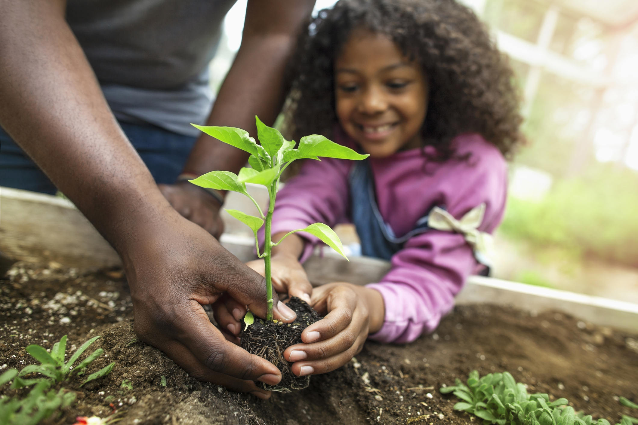 Father and Happy Daughter Holding a Seedling About to Plant It in a Garden