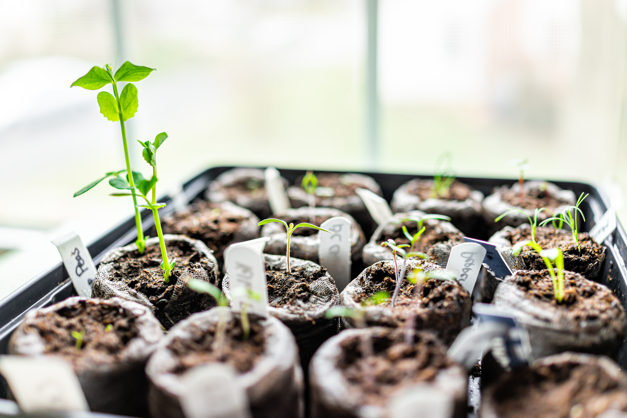 Sprouts in Peat Pellets in Container Tray, Next to the Window